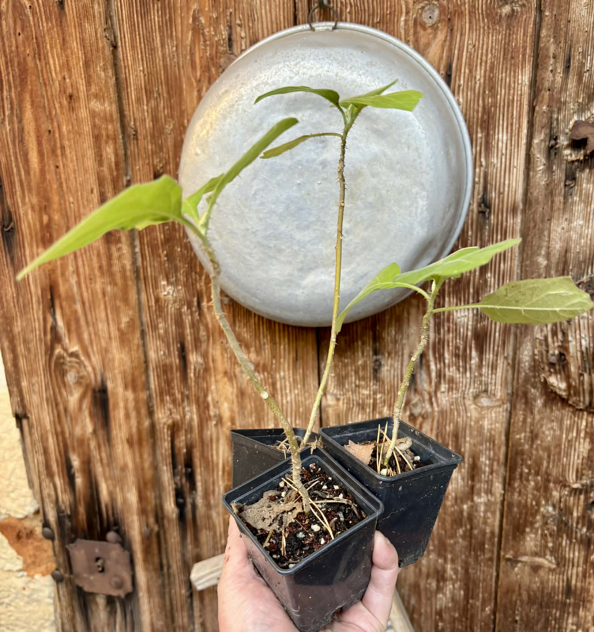 Juã-Açu - Solanum oocarpum  - 1 potted plant / 1 getopfte Pflanze 