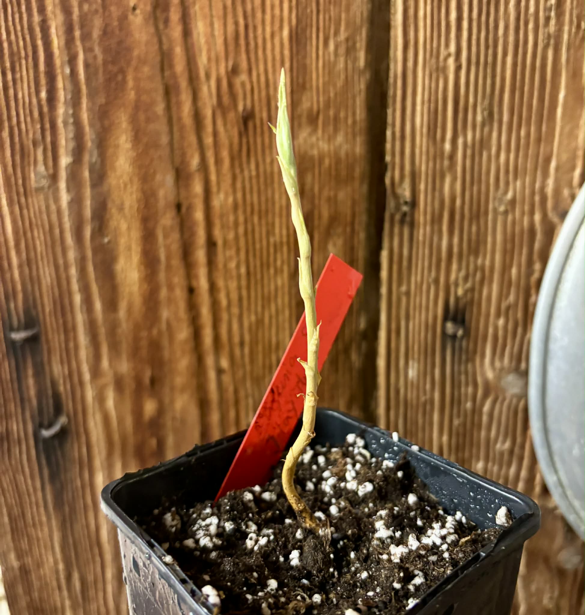 Eugenia sp Itayuba - 1 potted seedling / 1 getopfter Sämling