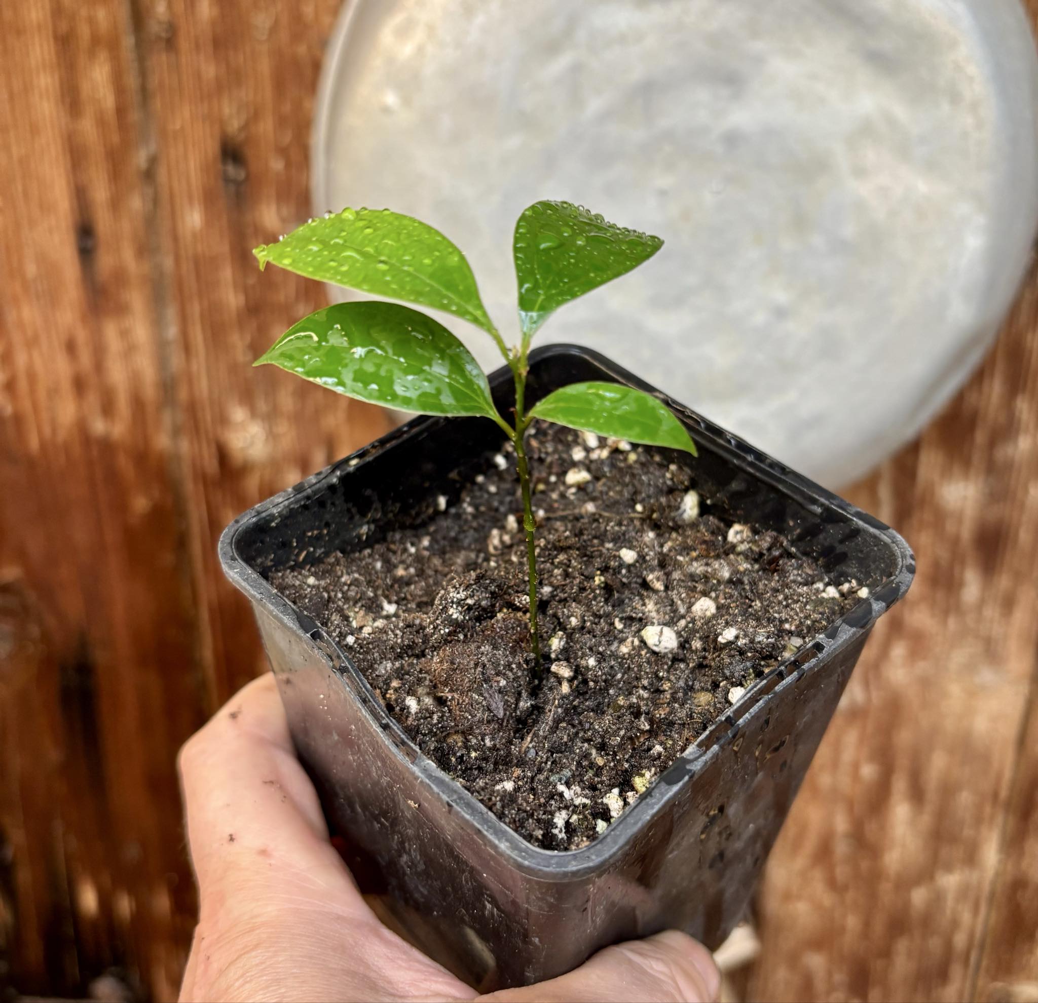 ZIMT - True Cinnamon (Cinnamomum verum) -  1 potted plant / 1 getopfte Pflanze 