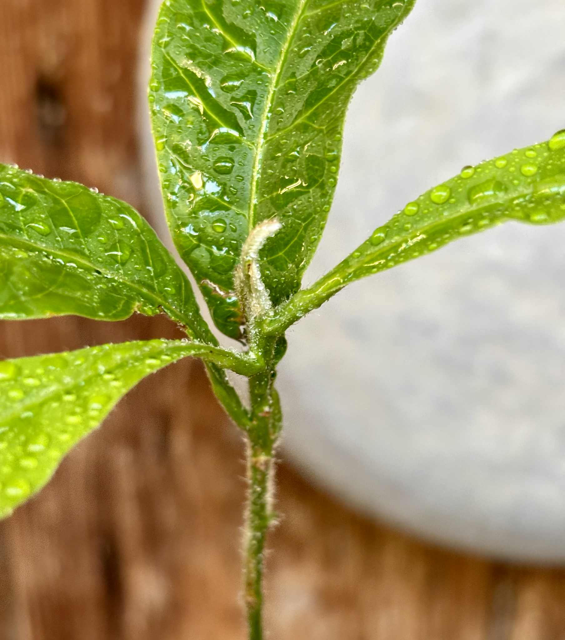 Abiu (Pouteria caimito) - 1 potted plant / 1 getopfte Pflanze