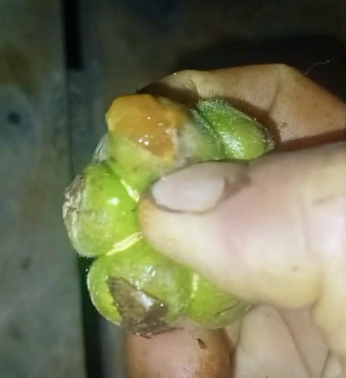 Mão do Cachorro (Perebea mollis) - 1 germinated seed / 1 gekeimter Samen