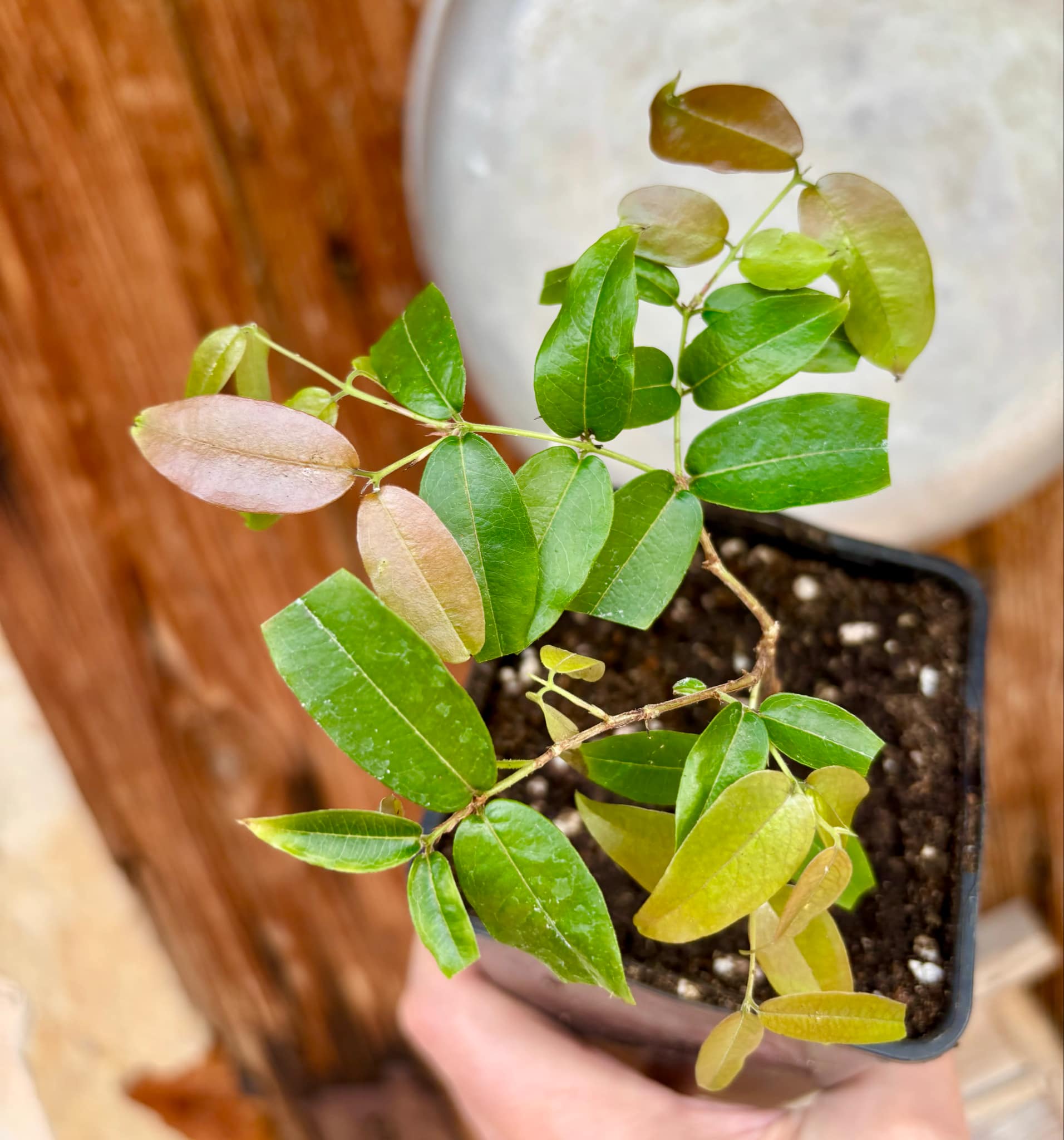Plinia sp Giant Piray Argentina - 1 potted plant / 1 getopfte Pflanze