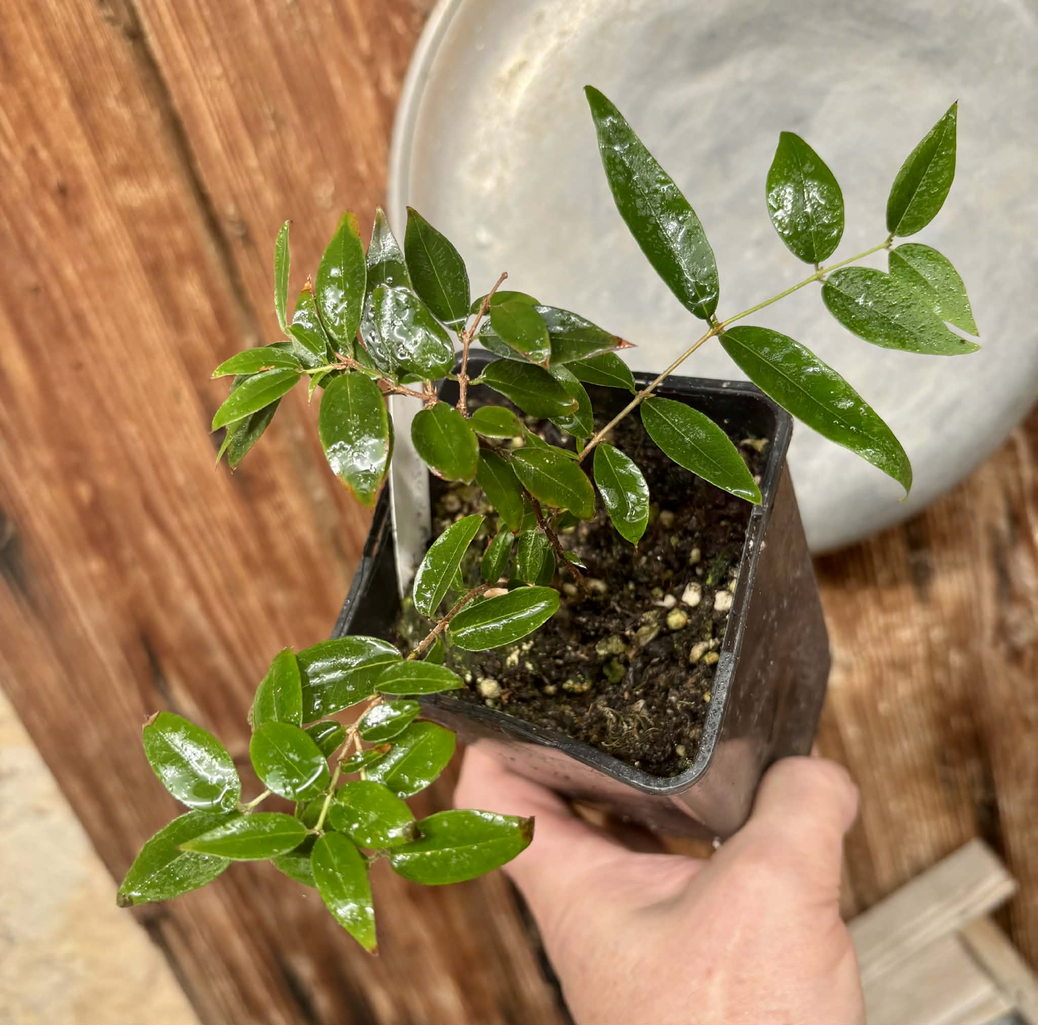 Jaboticaba - Plinia sp Pingo de Mel (Vilela A3) -  1 potted seedling / 1  getopfter Sämling