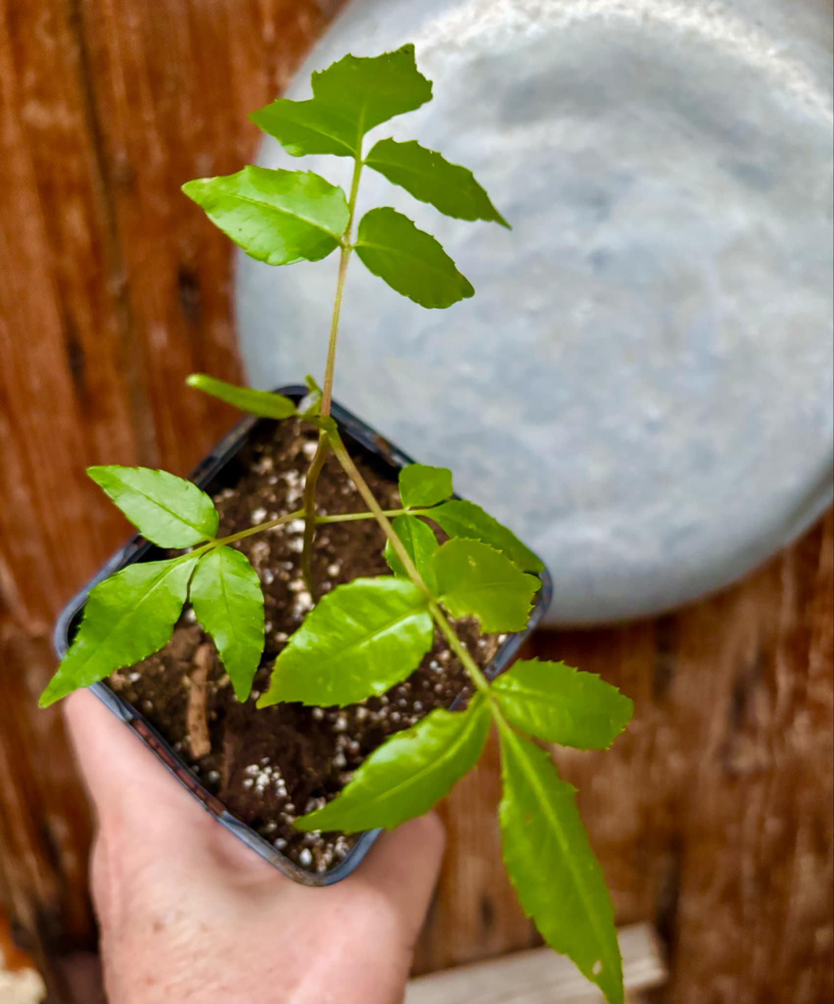 Ambarella (Spondias dulcis) -  1 potted seedling / 1 getopfter Sämling