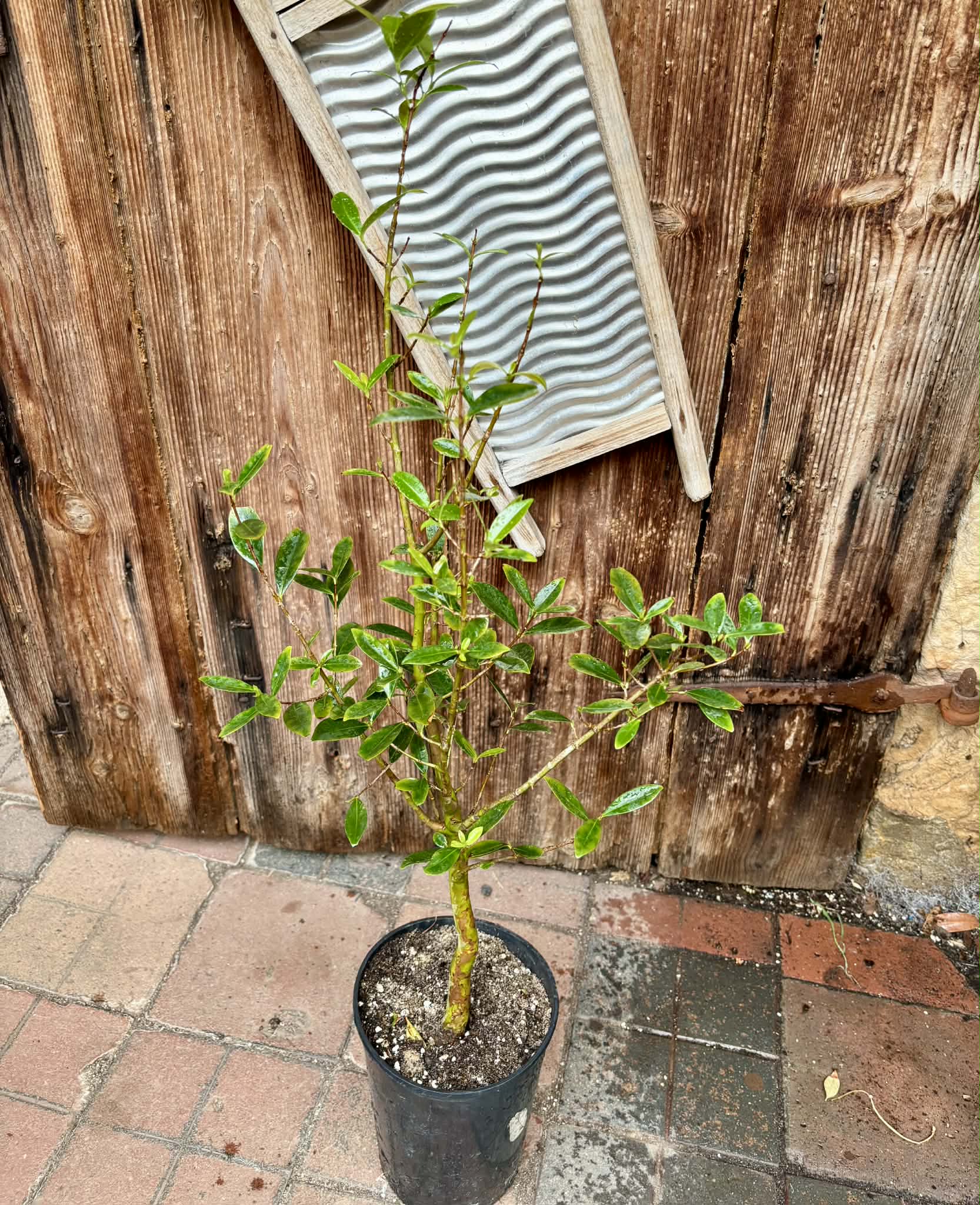 5 years old - Cherry of Rio Grande (Eugenia involucrata) - 1 potted plant / 1 getopfte Pflanze