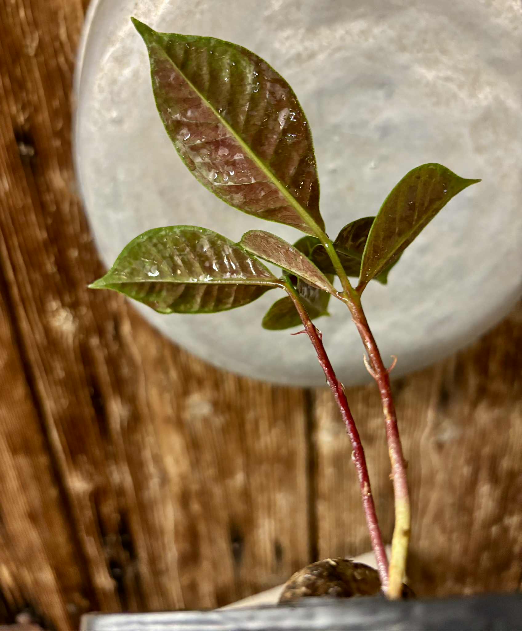 2 shots - Eugenia sp Terebinthina - 1 potted seedling / 1 getopfter Sämling