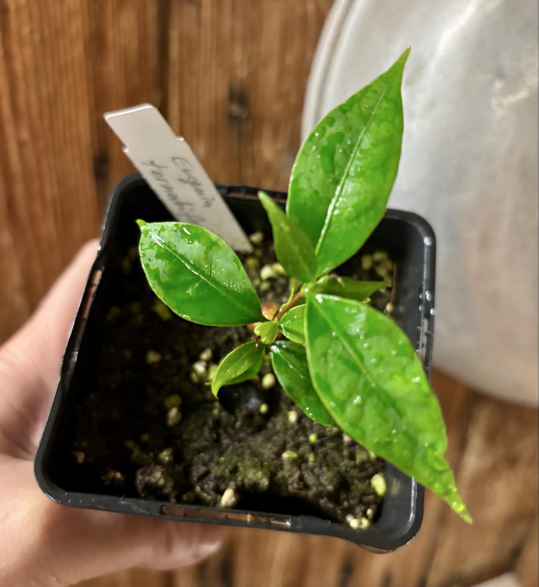 Uvaia maracuja (Eugenia ternatifolia) - 1 potted seedling / 1 getopfter Sämling