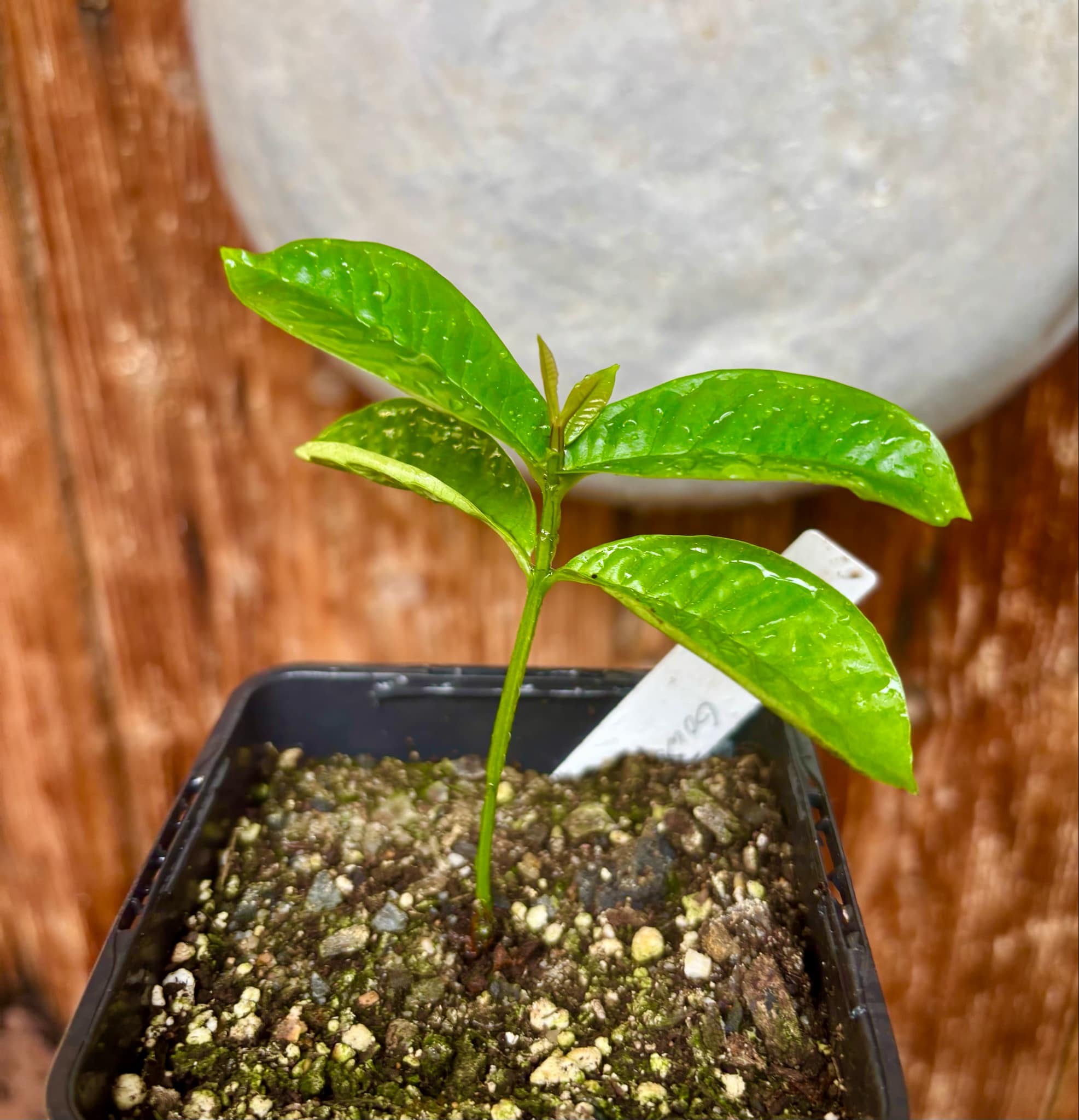 Gowok (Syzygium polycephalum) - 1 small potted seedling / 1 kleiner, getopfter Sämling
