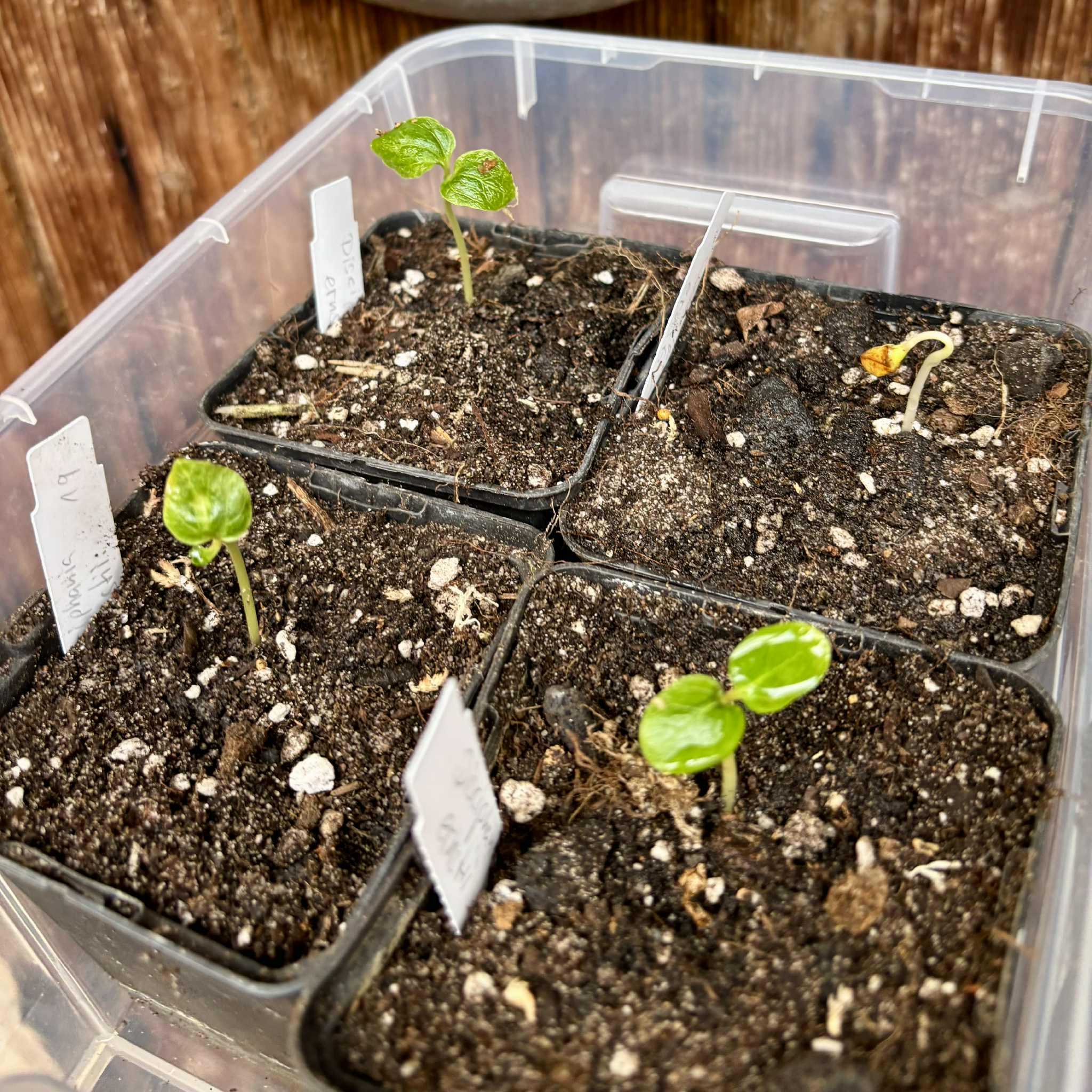 Uva do Mato Escarlate (Disciphania ernstii) -  1 fresh potted seedling / 1 frisch getopfter Sämling