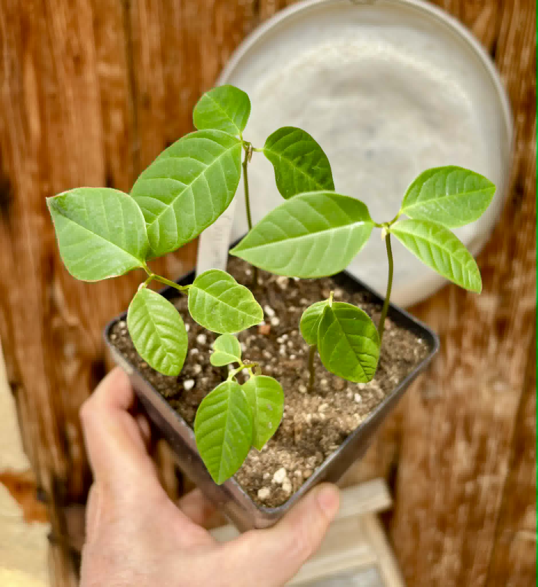 5 in 1 pot - Cherimoya var. Fino de Jete (Annona cherimola) - 5 seedlings in one pot / 5 Sämlinge in einem Topf