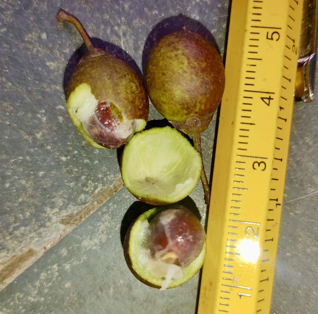 Pouteria sp Calice de Flor  -  1 small potted seedling / 1 kleiner, getopfter Sämling