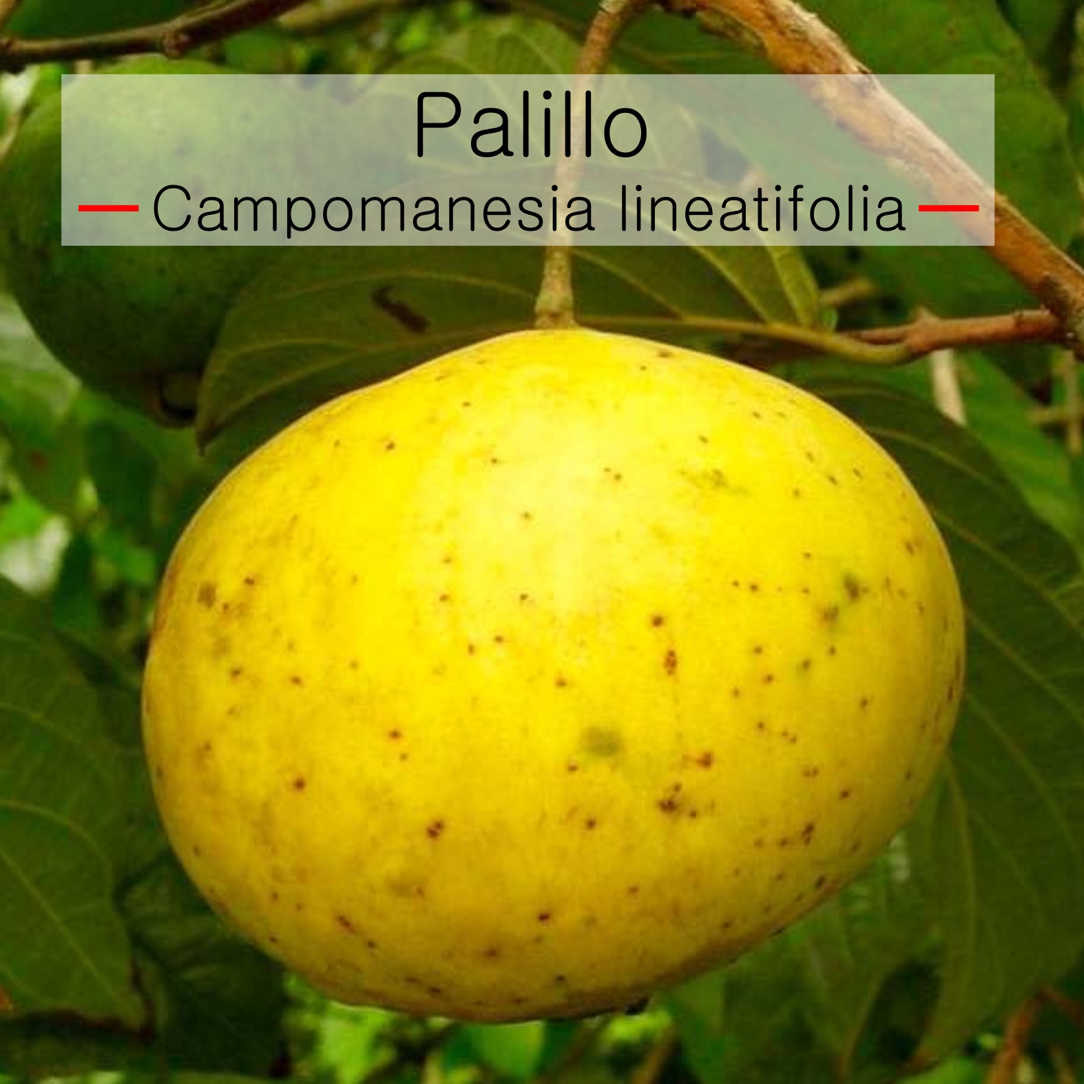 Campomanesia lineatifolia - Palillo - 1 fresh seed / 1 frischer Samen