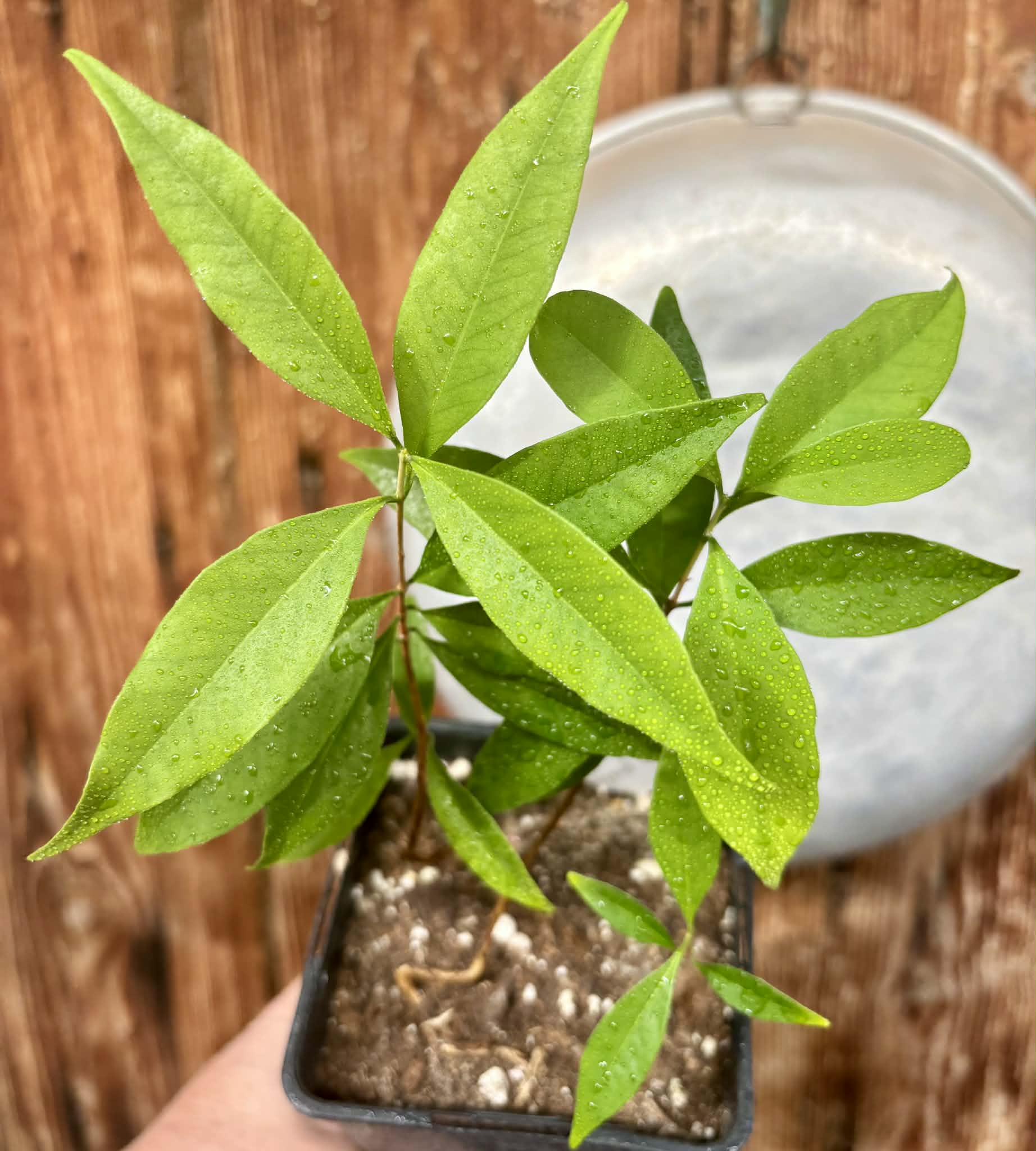 3 in 1 pot - Eugenia punicifolia - 3 plants in one pot / 3 Pflanzen in einem Topf