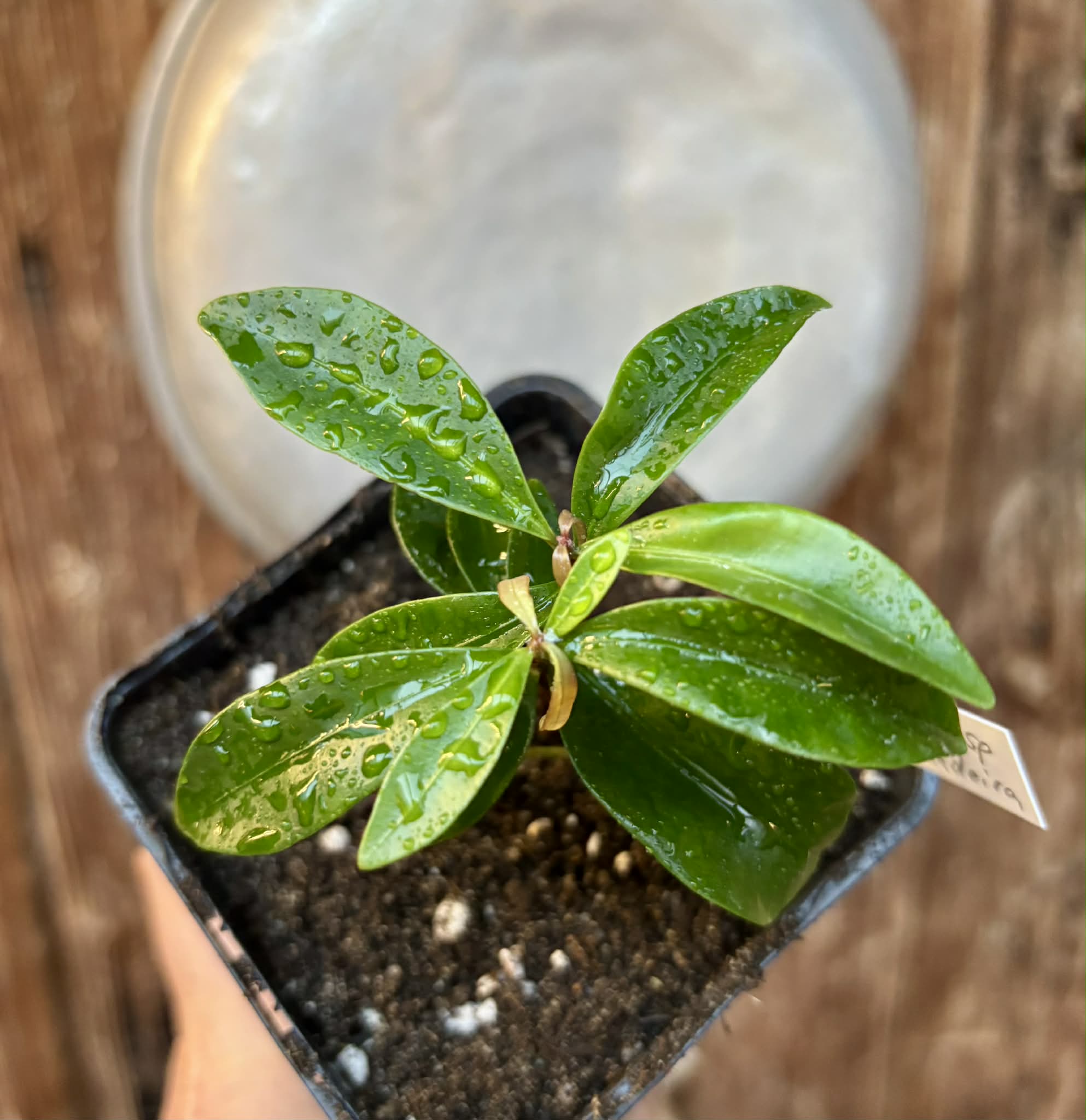 Eugenia sp Batinga Verdadeira -  1 potted plant / 1 getopfte Pflanze