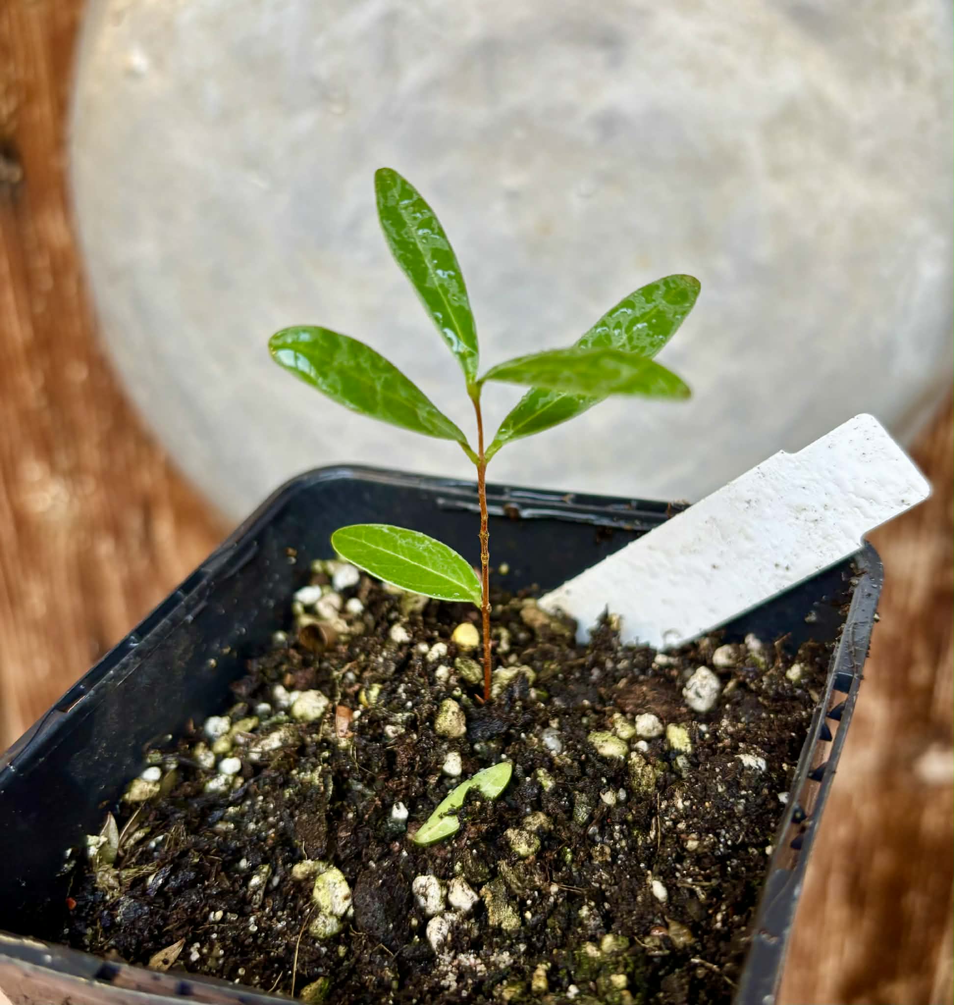 CEREJINHA DE JAGUARIÚNA - Eugenia punicifolia var. Oncas Doce - 1 potted plant / 1 getopfte Pflanze