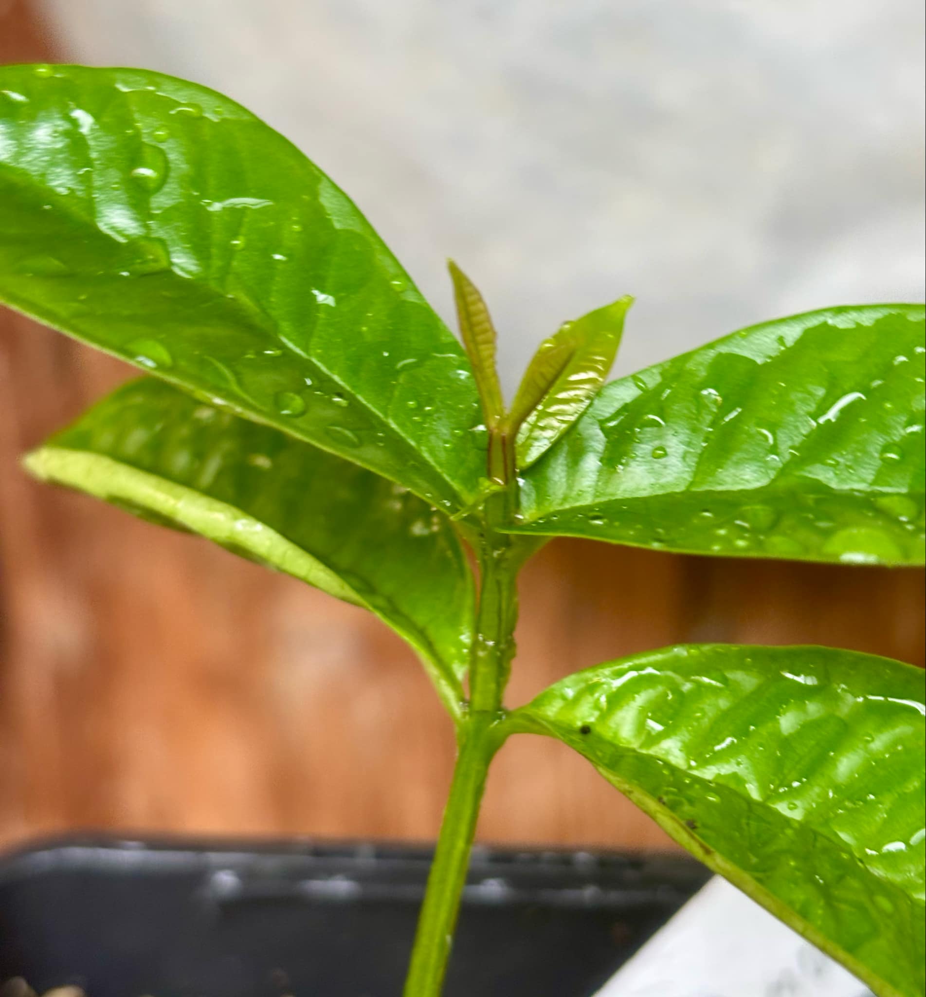 Gowok (Syzygium polycephalum) - 1 small potted seedling / 1 kleiner, getopfter Sämling
