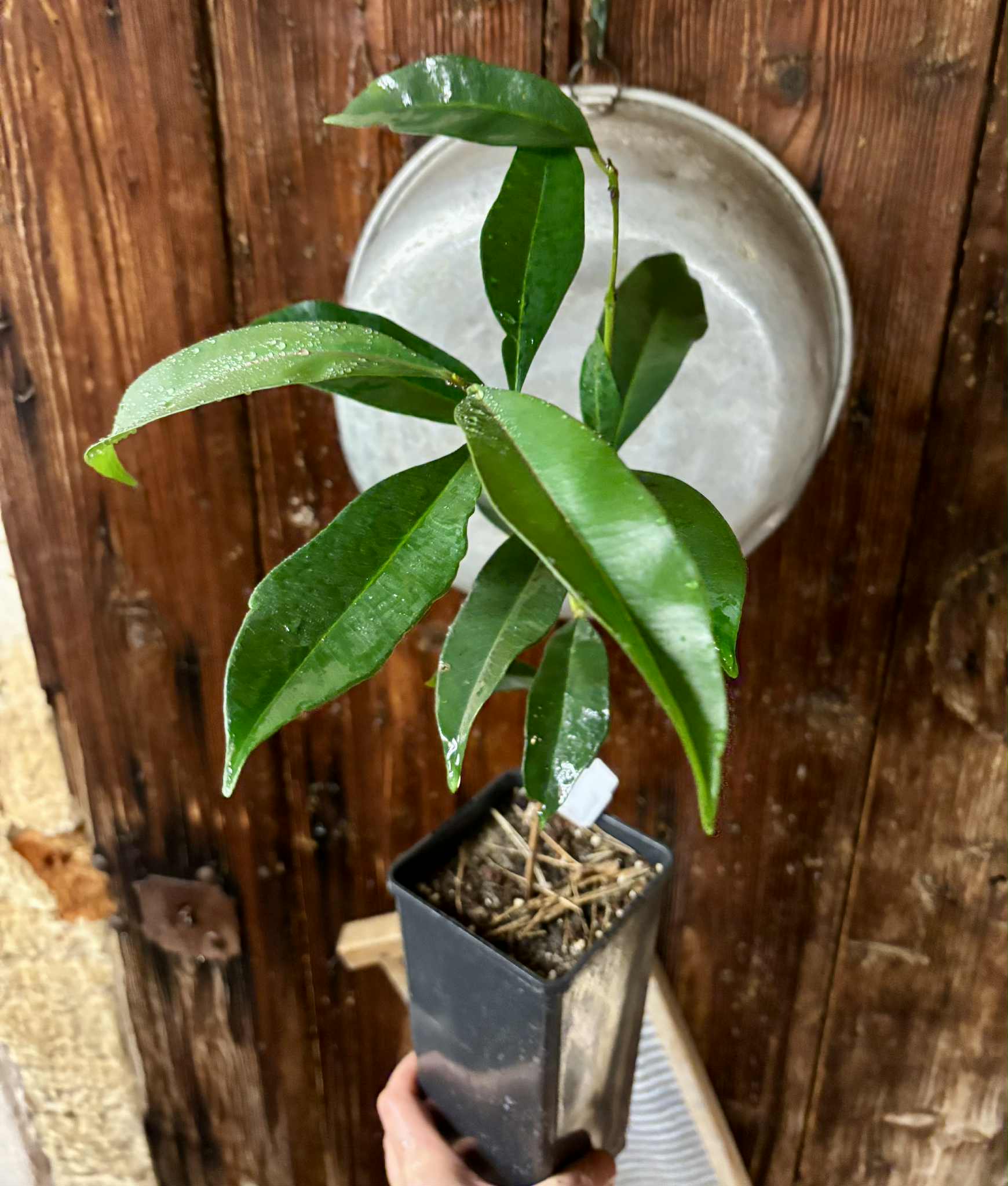 Syzygium cumini - 1 potted plant / 1 getopfte Pflanze Syzygium cumini - 1 potted plant / 1 getopfte Pflanze