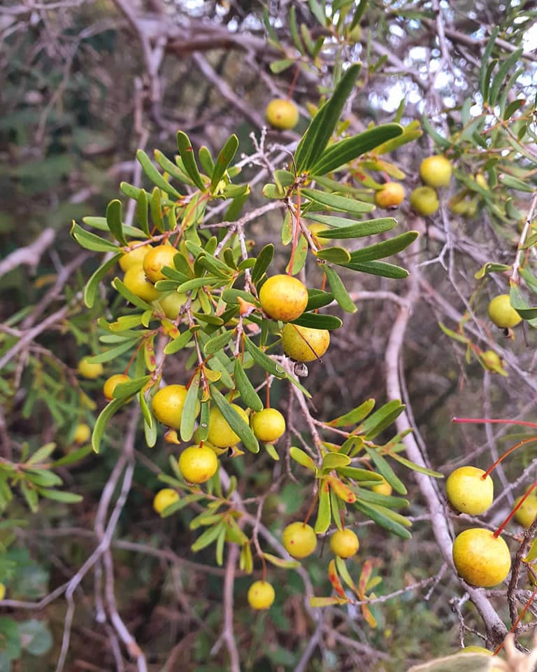 Psidium pulcherrimum - 1 fresh seed / 1 frischer Samen