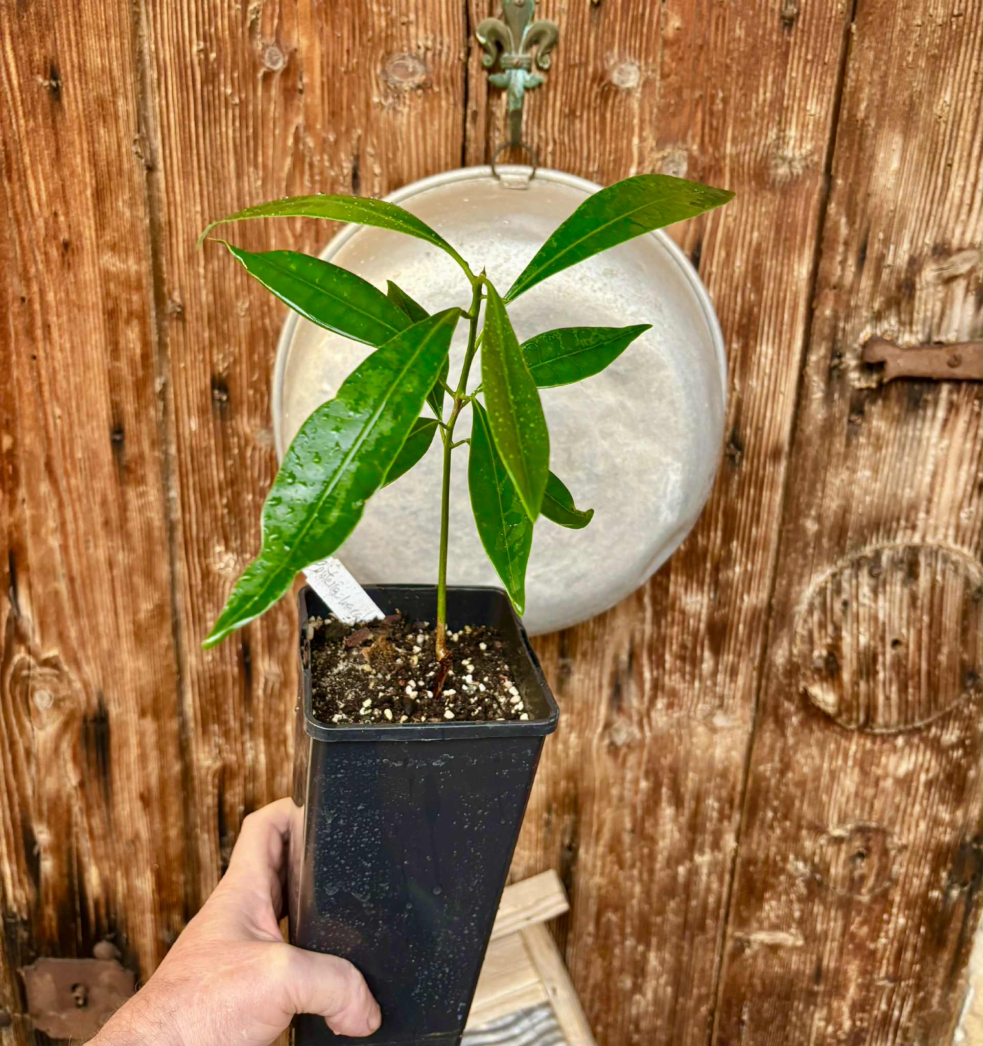 Pouteria macahensis - 1 potted seedling / 1 getopfter Sämling