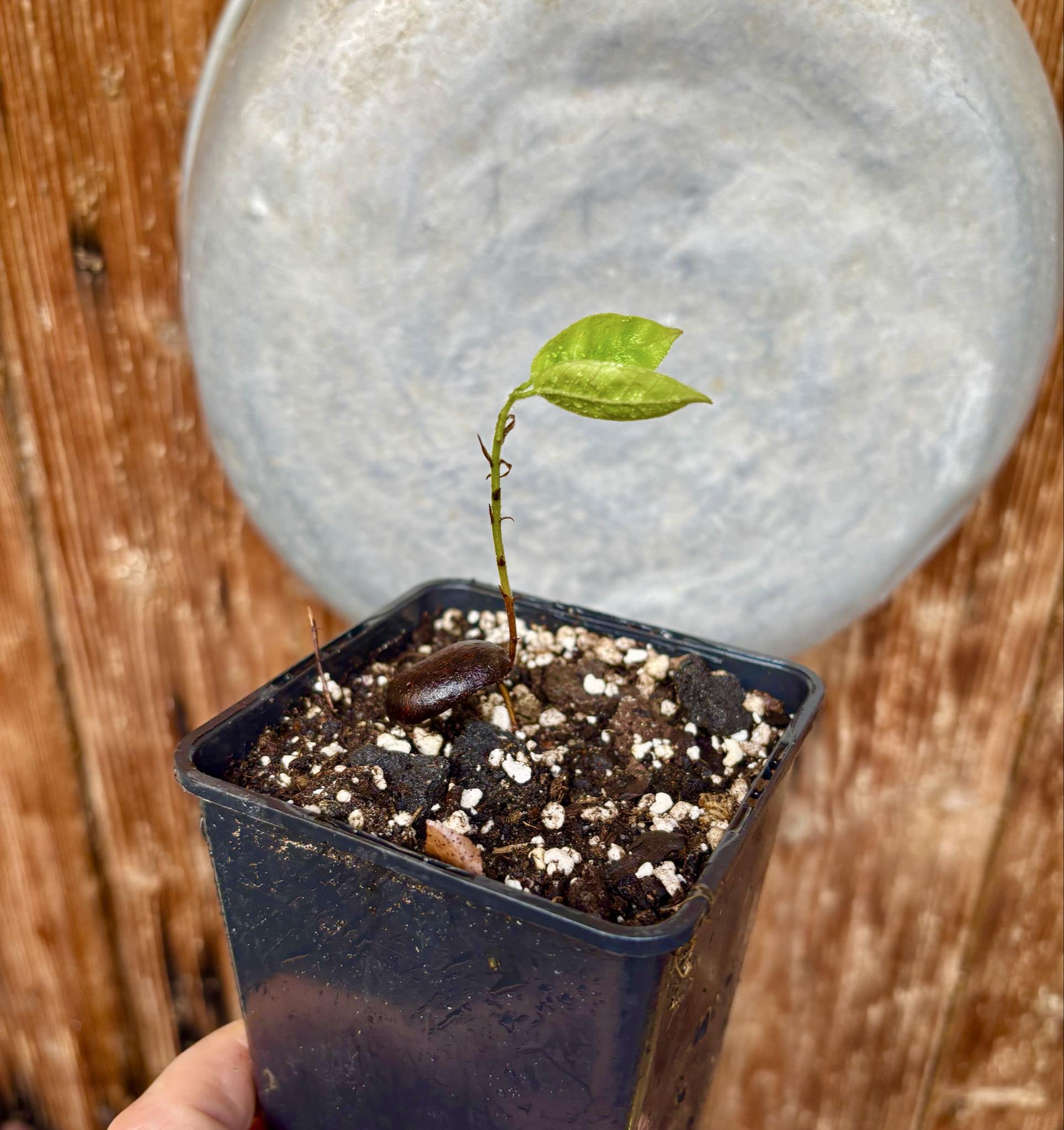 Plinia edulis - 1 potted seedling / 1 getopfter Sämling