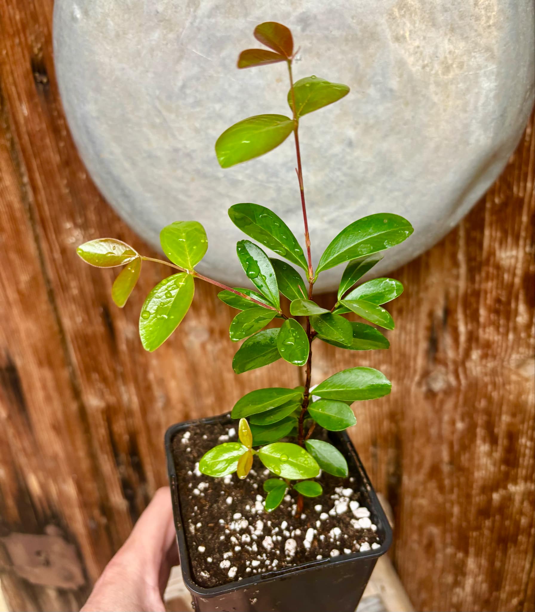 3 years old - Eugenia ligustrina var. black - 1 potted plant / 1 getopfte Pflanze