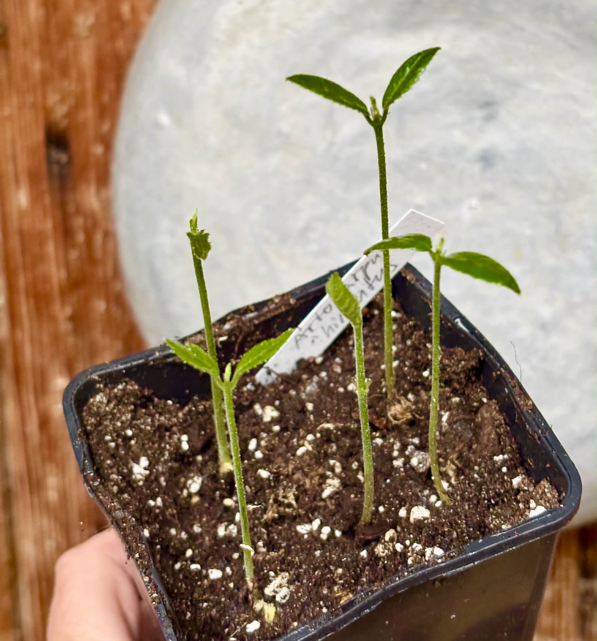 5 in 1 pot - Artocarpus hirsutus  -  5 seedlings in one pot / 5 Sämlinge in einem Topf