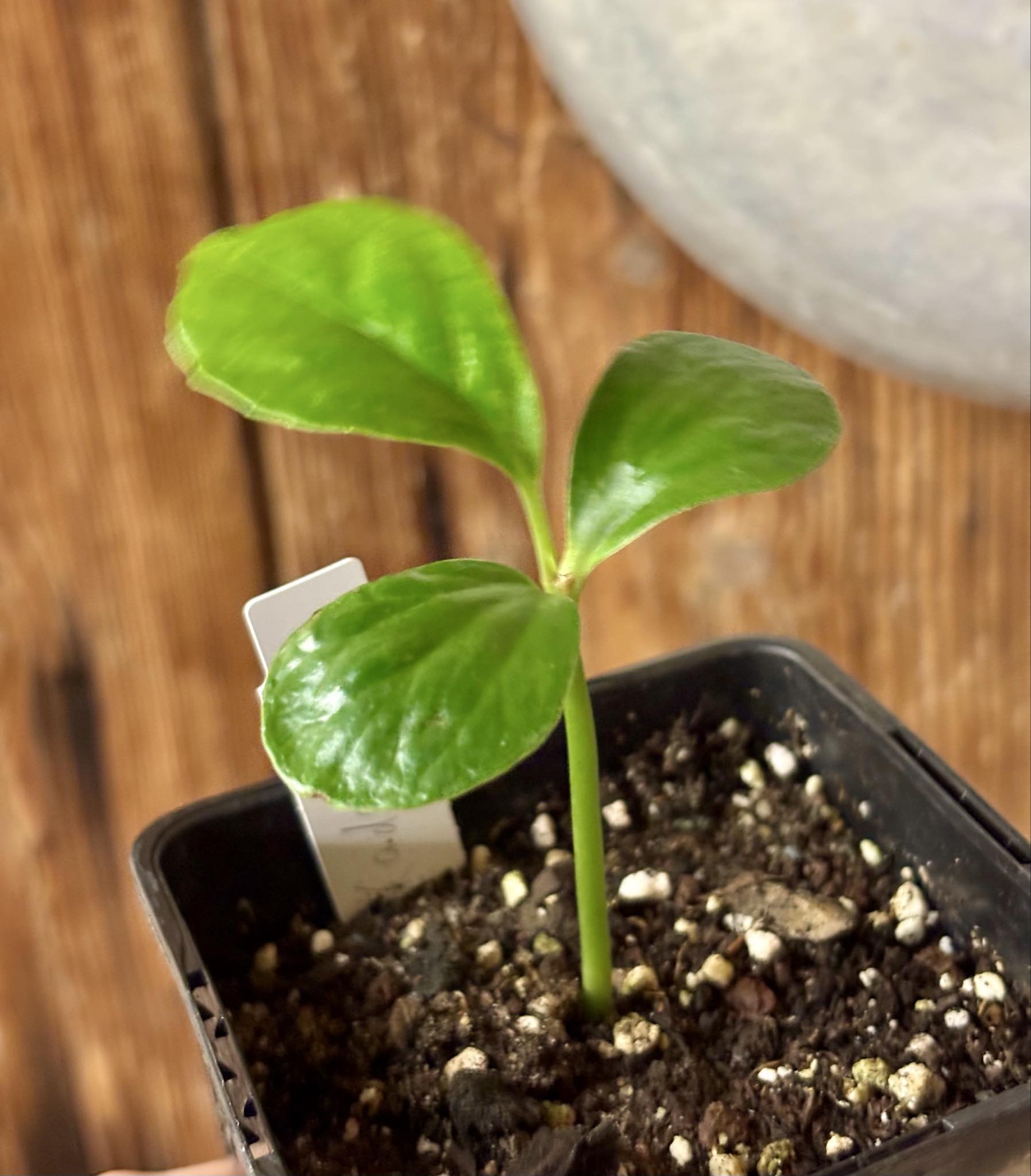 Kadsura heteroclita "Bursting Star" - 1 small potted seedling / 1 kleiner, getopfter Sämling