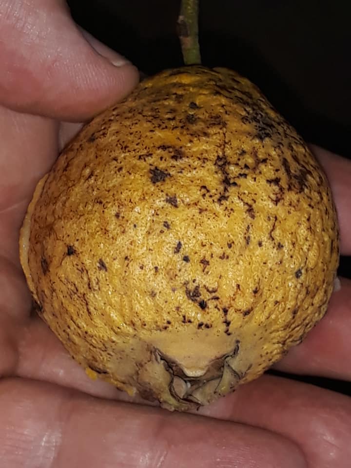 Campomanesia laurifolia -  1 fresh seed / 1 frischer Samen
