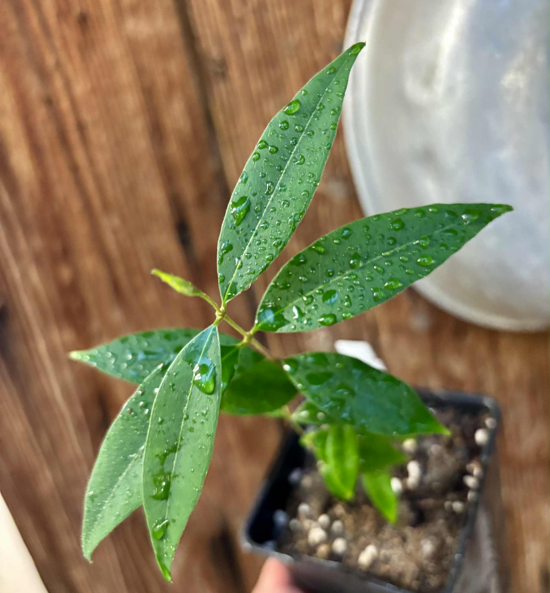 Uvaia do Visconde (Eugenia beaurepairiana) - potted seedling / 1 getopfter Sämling 