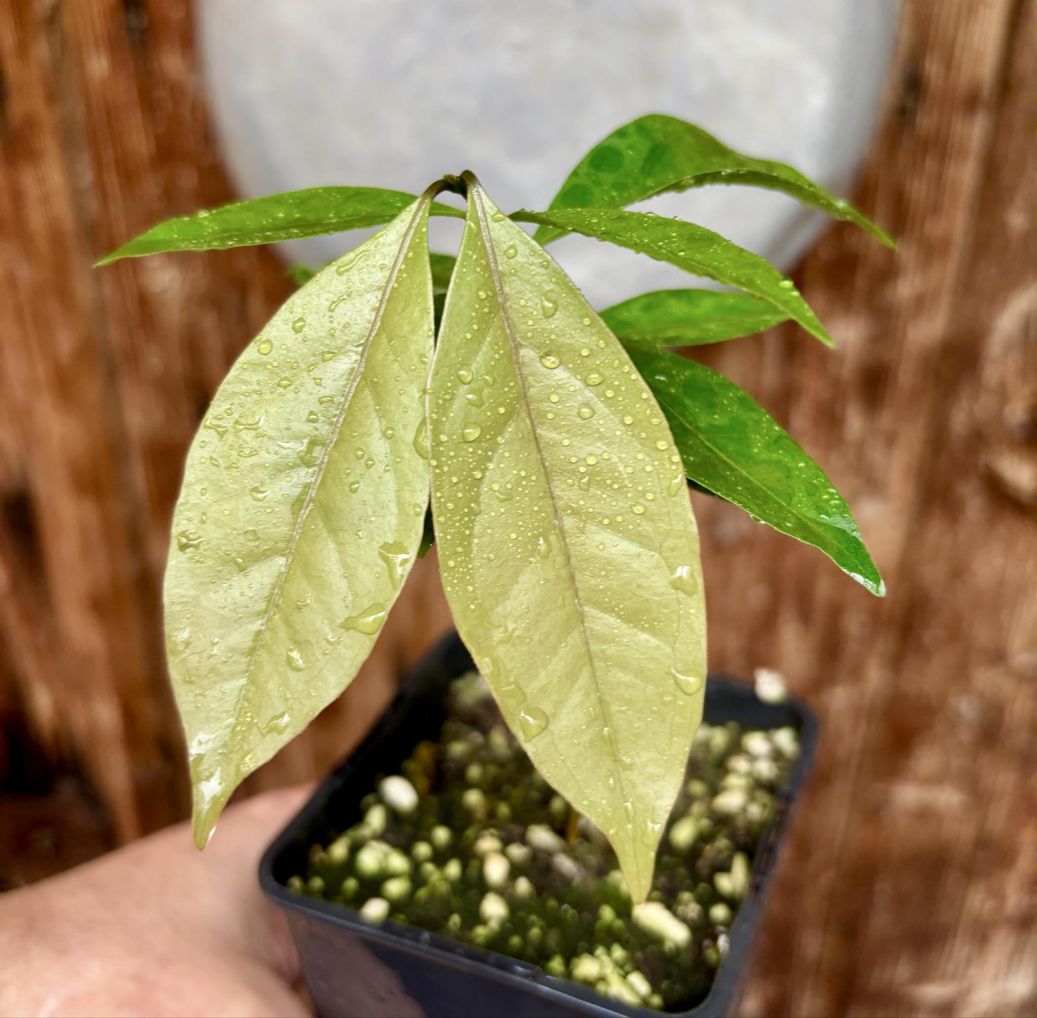 Eugenia sp Belmonte -  1 potted seedling / 1 getopfter Sämling