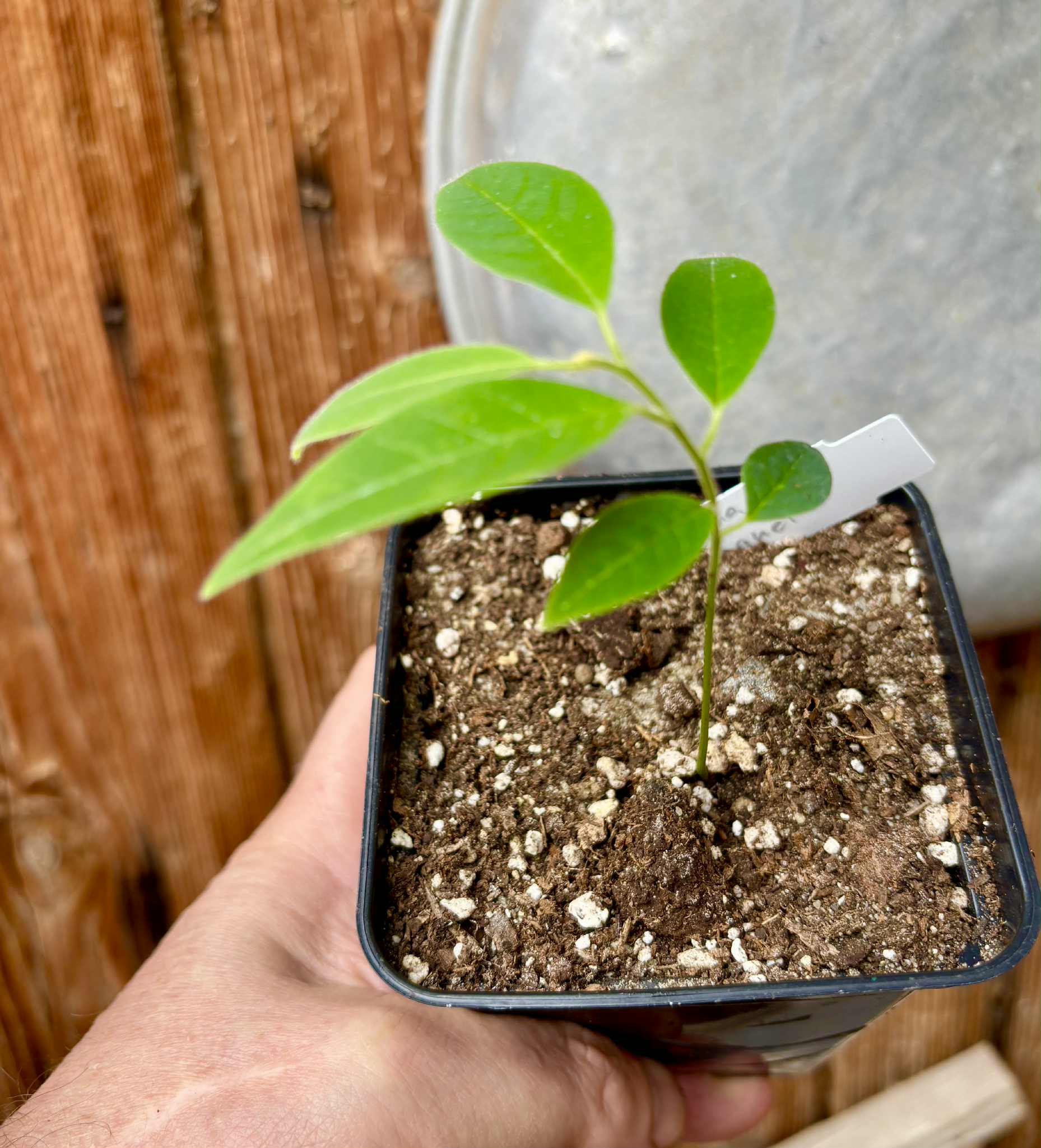 Annona spraguei - Nonita - 1 potted plant / 1 kleiner getopfte Pflanze