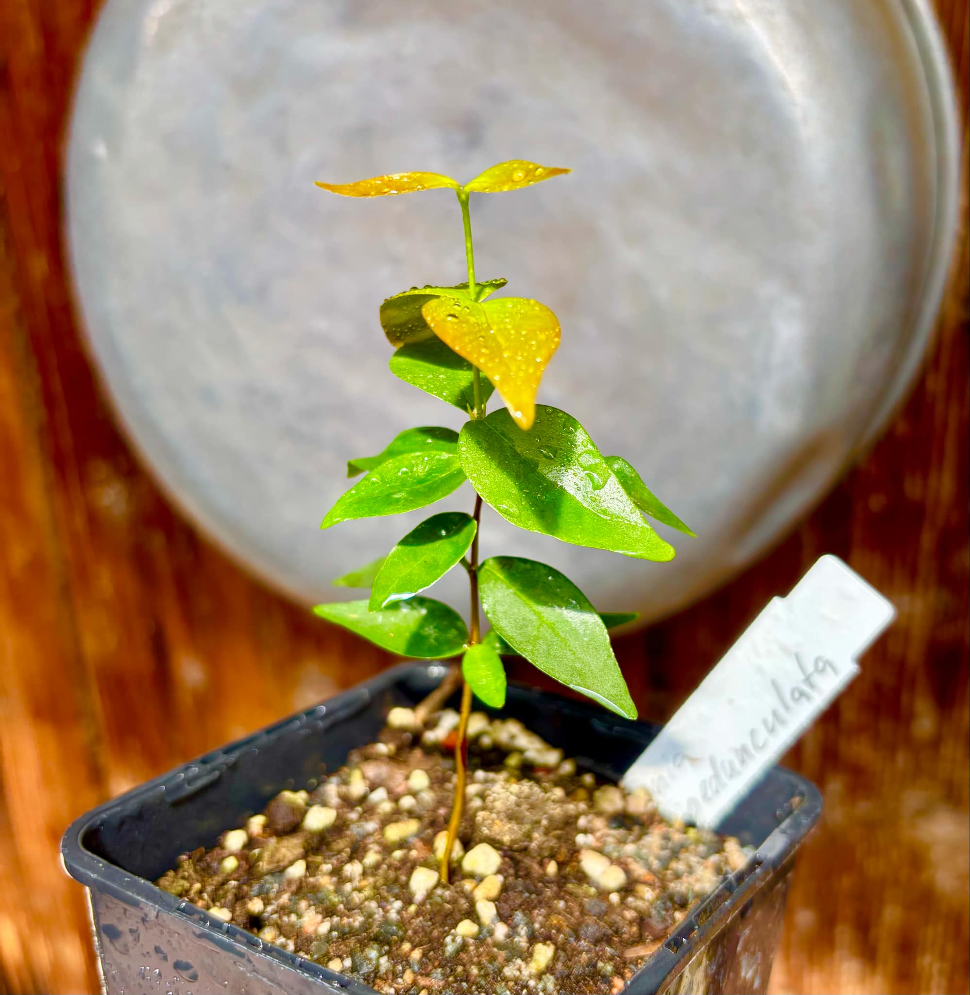 Eugenia longipedunculata - 1 potted plant / 1 getopfte Pflanze