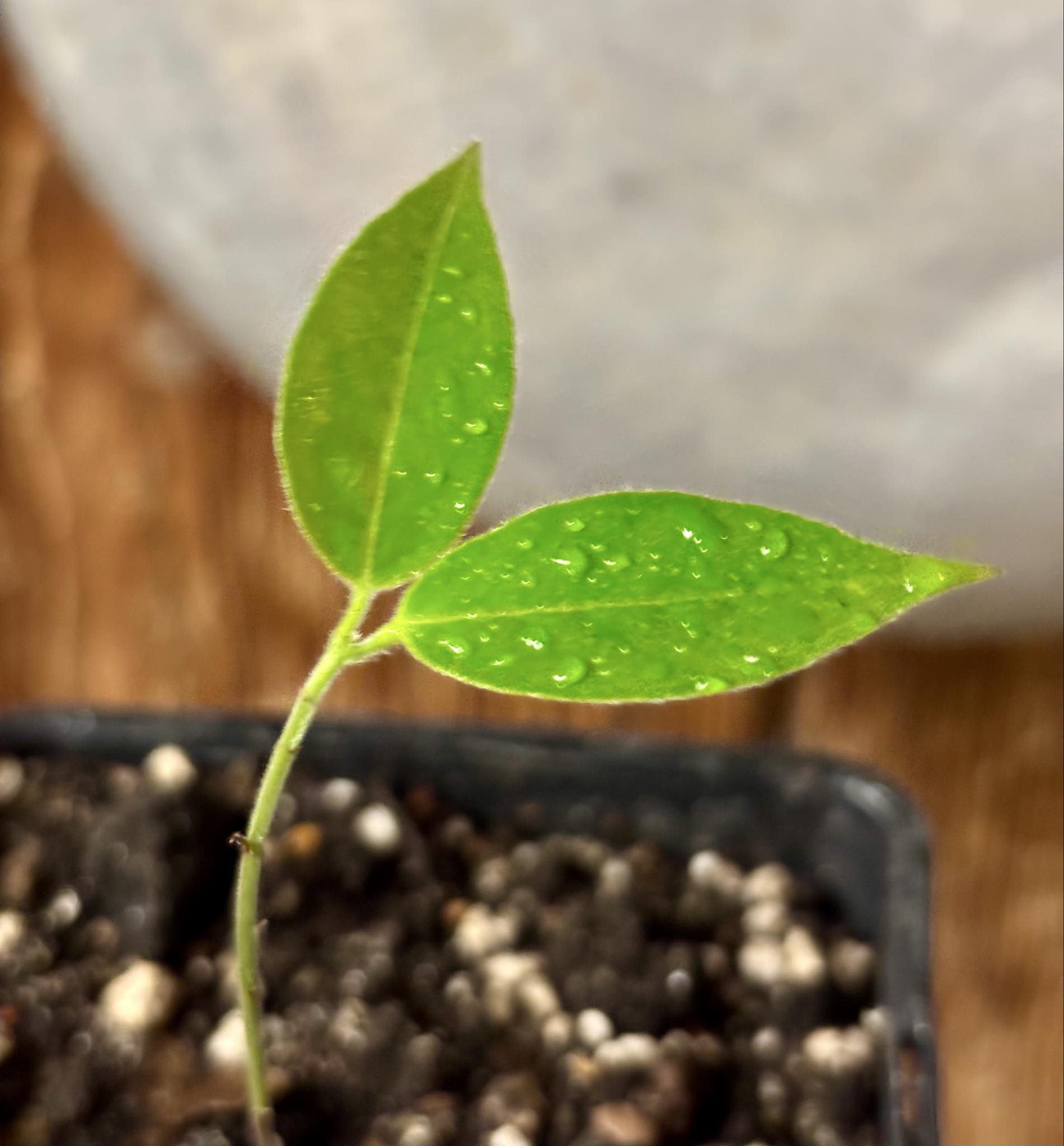 Plinia edulis - 1 small potted seedling / 1 kleiner, getopfter Sämling Plinia edulis - 1 small potted seedling / 1 kleiner, getopfter Sämling