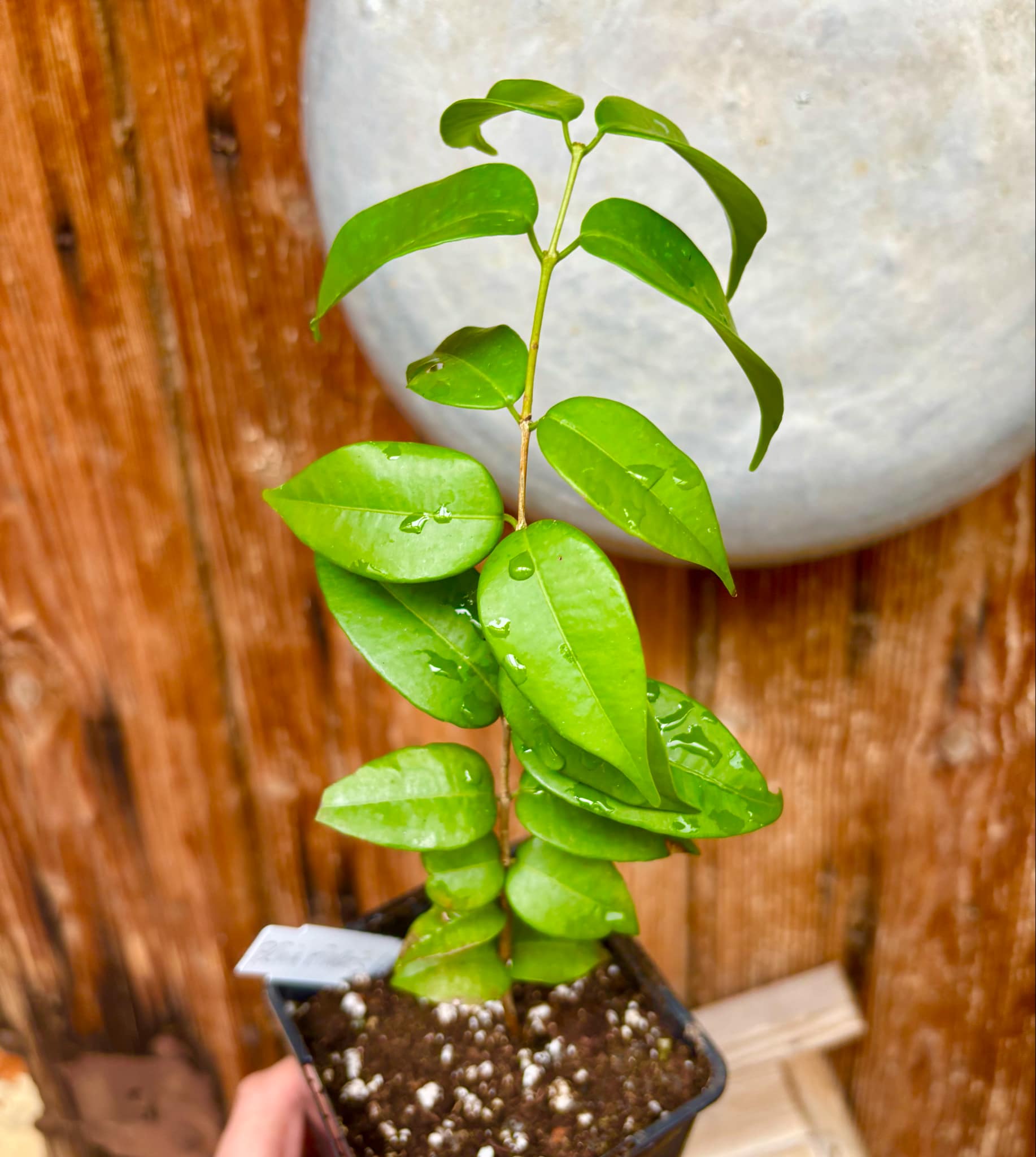 over 2 years old - Plinia rivularis - 1 potted plant / 1 getopfte Pflanze