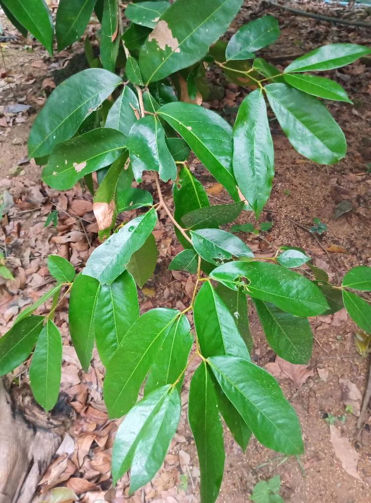 Diospyros hasseltii - 1 germinated seed / 1 gekeimter Samen Diospyros hasseltii - 1 germinated seed / 1 gekeimter Samen