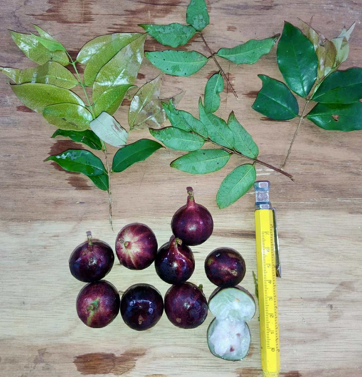 Plinia sp. Rajada Matriz 1 - 1 fresh seed / 1 frischer Samen