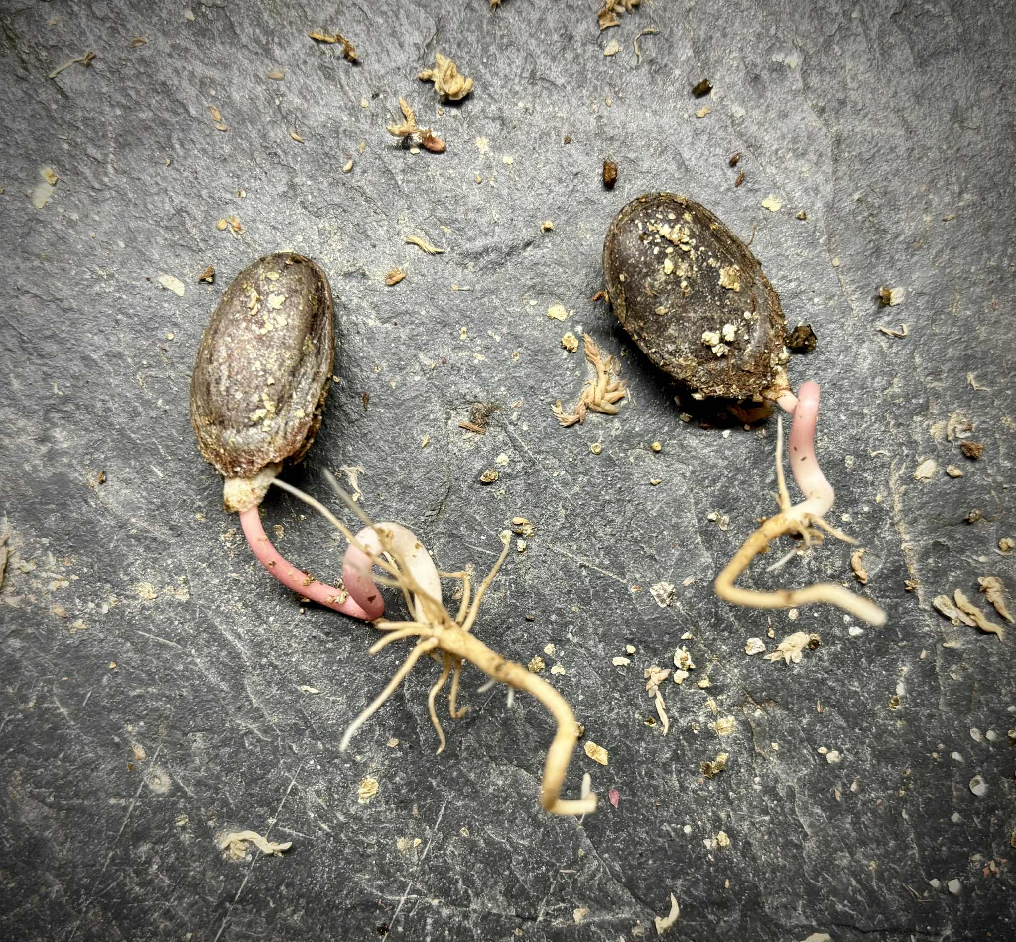 Annona purpurea - Soncoya -  1 germinated seed / 1 gekeimter Samen