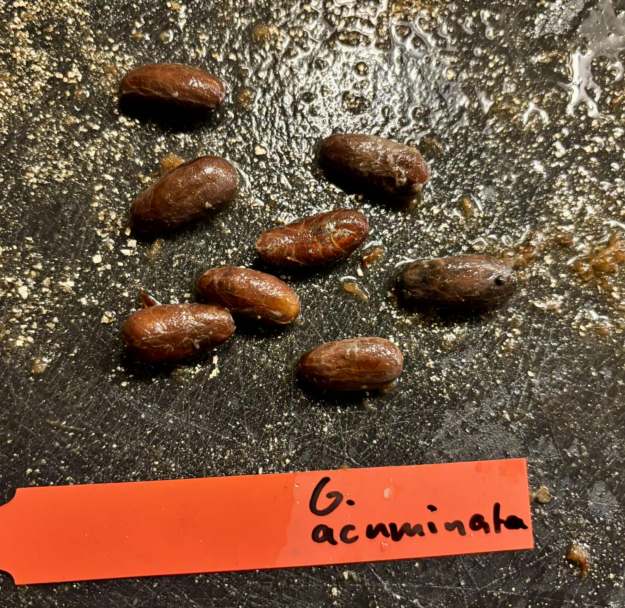 Garcinia acuminata  - 1 fresh seed / 1 frischer Samen