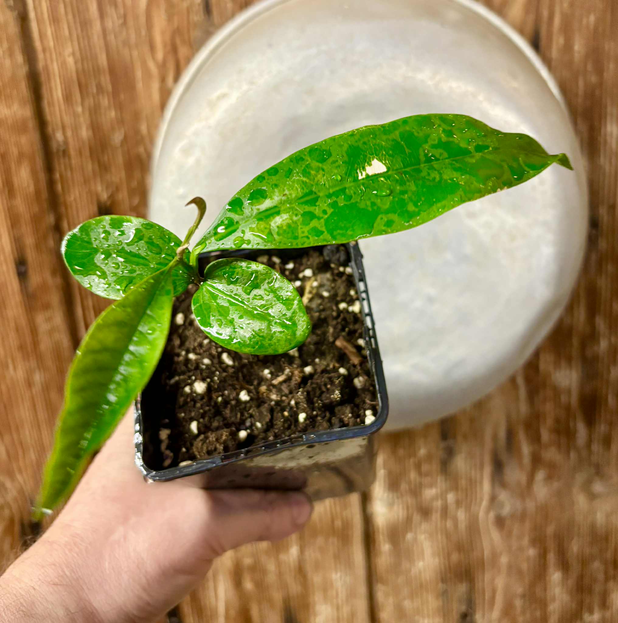 Aquai (Chrysophyllum gonocarpum)  -  1  potted seedling / 1 getopfter Sämling