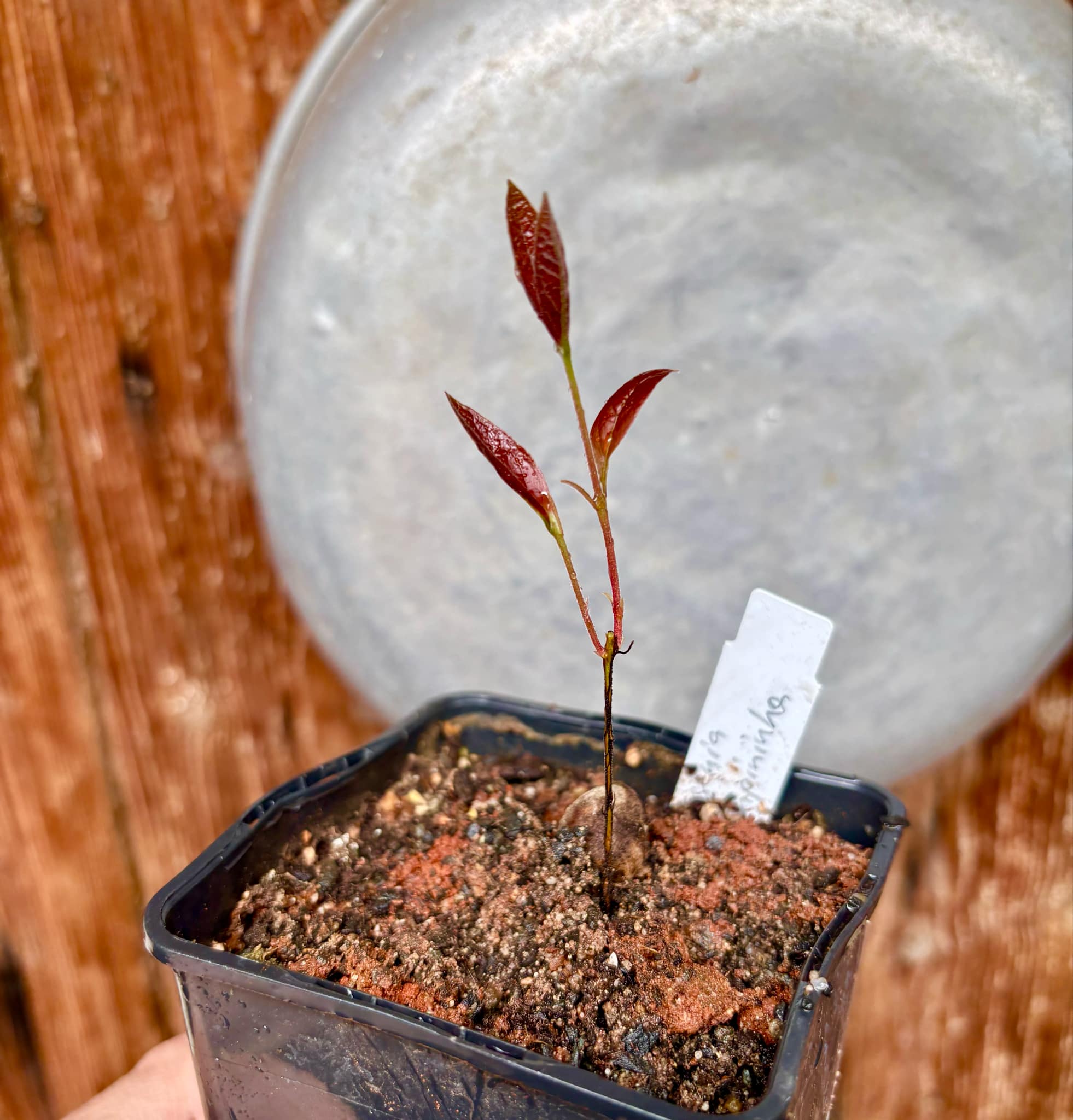 Eugenia campininha  -  1 small potted seedling / 1 kleiner, getopfter Sämling