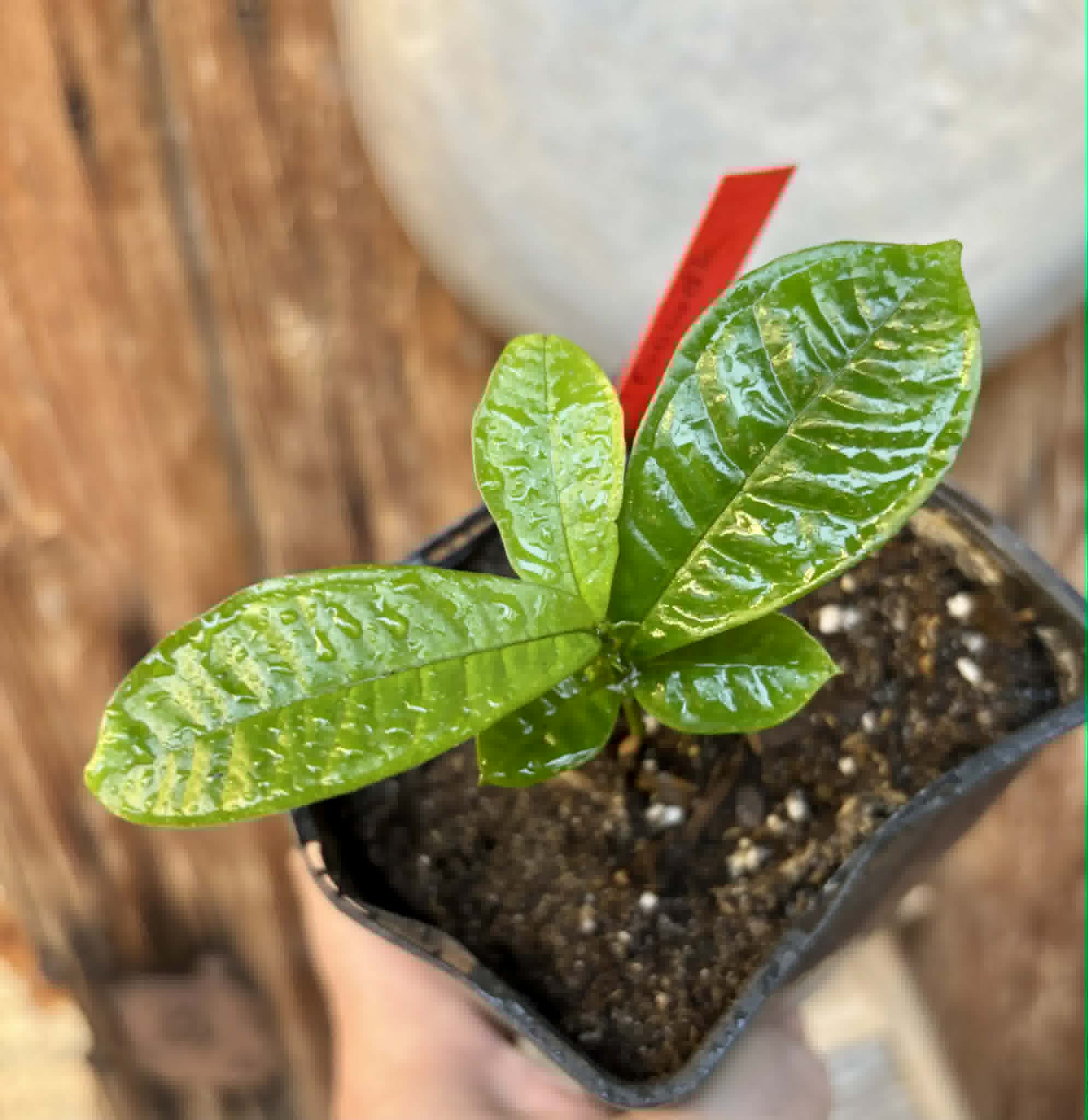 Gowok (Syzygium polycephalum) - 1 potted seedling / 1 getopfter Sämling