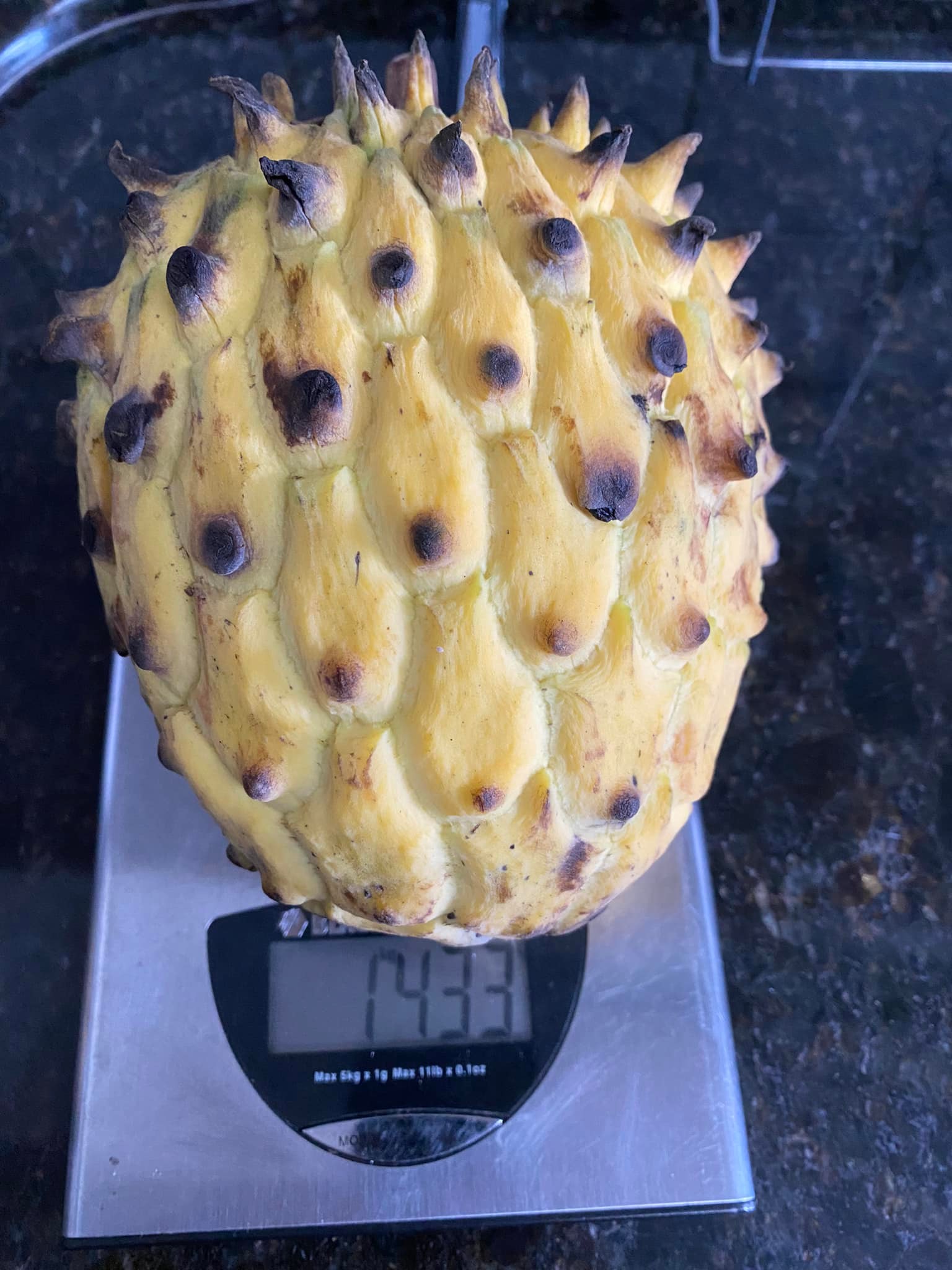 Annona mucosa - Biriba / Rollinia- 1 germinated seed / 1 gekeimter Samen