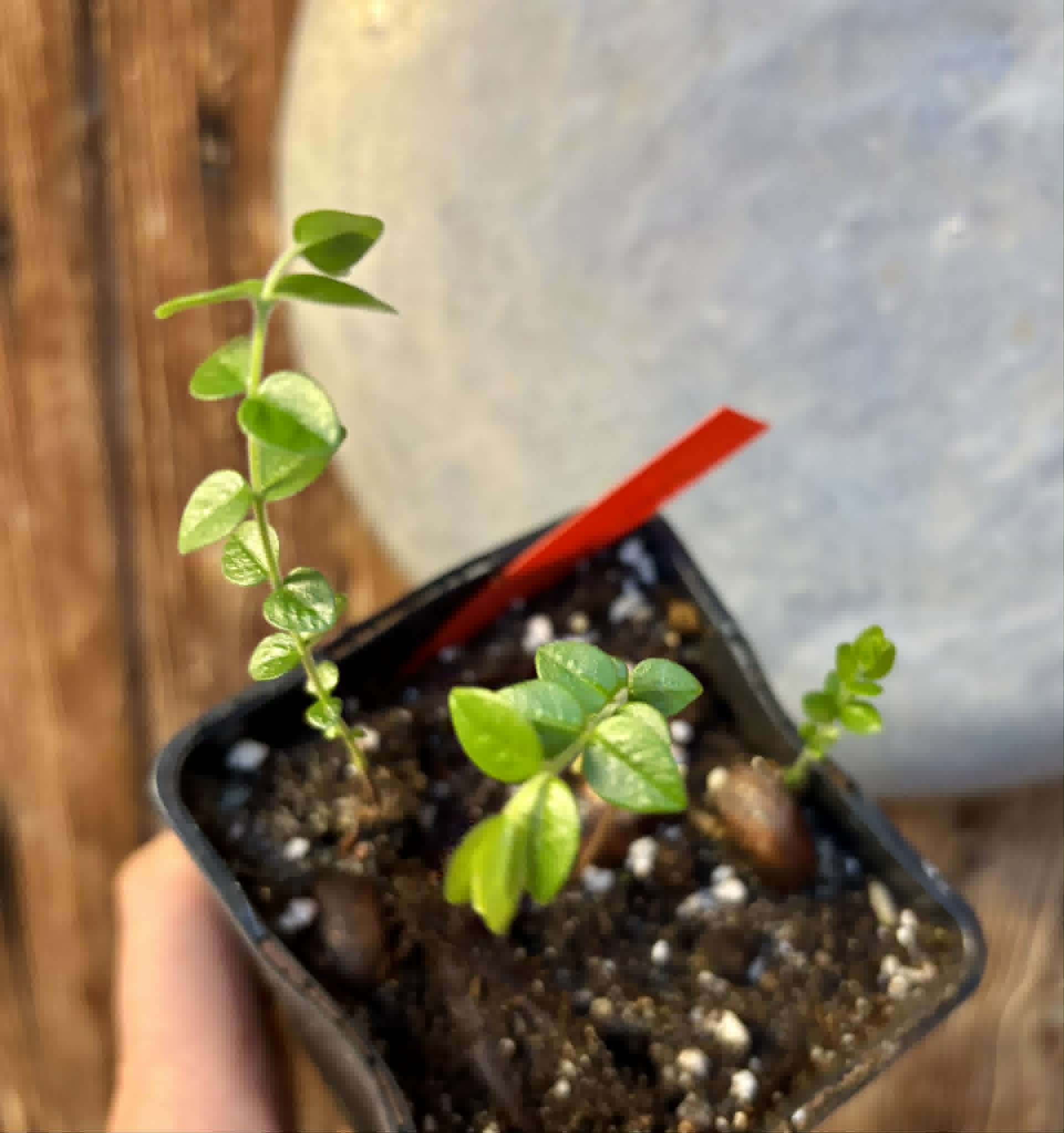 3 in 1 pot - Myrciaria sp Pastora - 3 seedlings in one pot / 3 Sämlinge in einem Topf