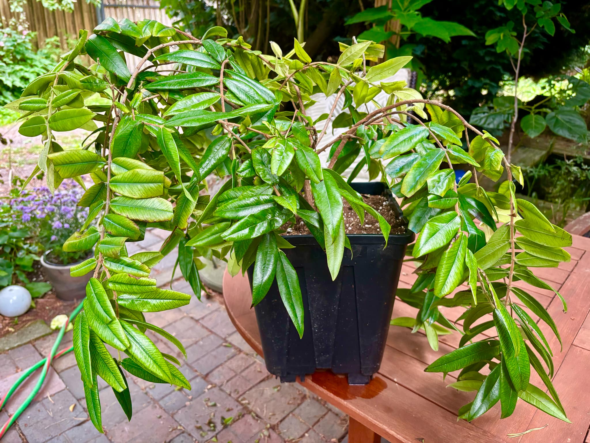 over four years old - Myrciaria glazioviana - Cabeludinha - 1 potted plant / 1 getopfte Pflanze over four years old - Myrciaria glazioviana - Cabeludinha - 1 potted plant / 1 getopfte Pflanze