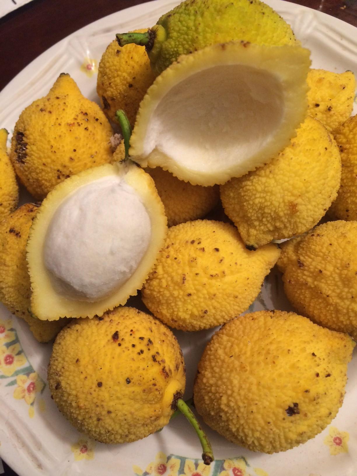 Garcinia acuminata  - 1 fresh seed / 1 frischer Samen