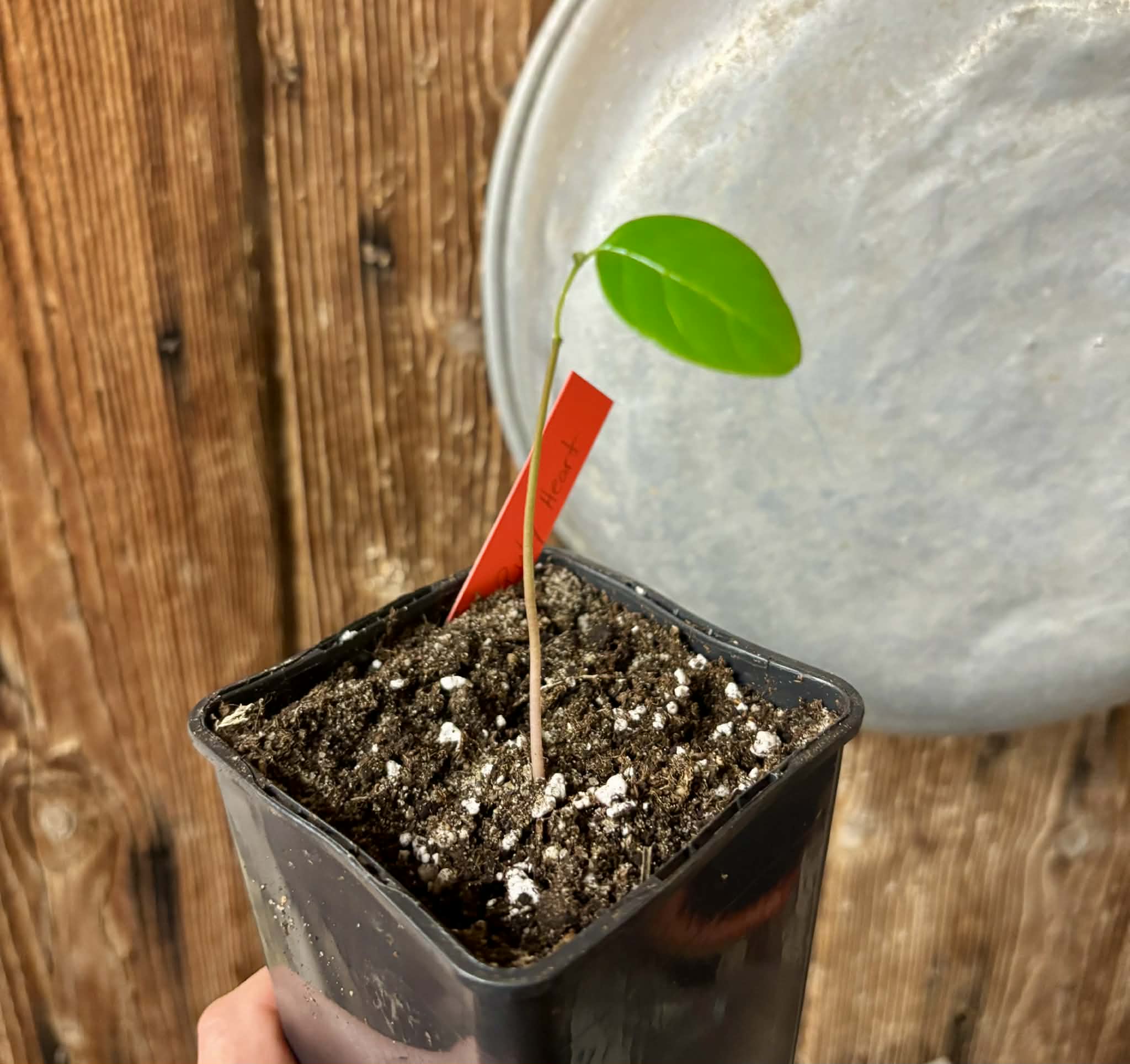 Annona reticulata var Ruby Heart- 1 potted seedling / 1 getopfter Sämling