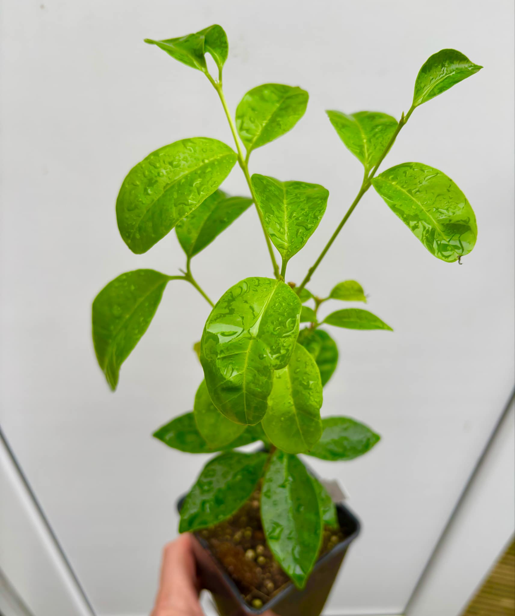 Eugenia flamingensis - 1 potted seedling / 1 getopfter Sämling