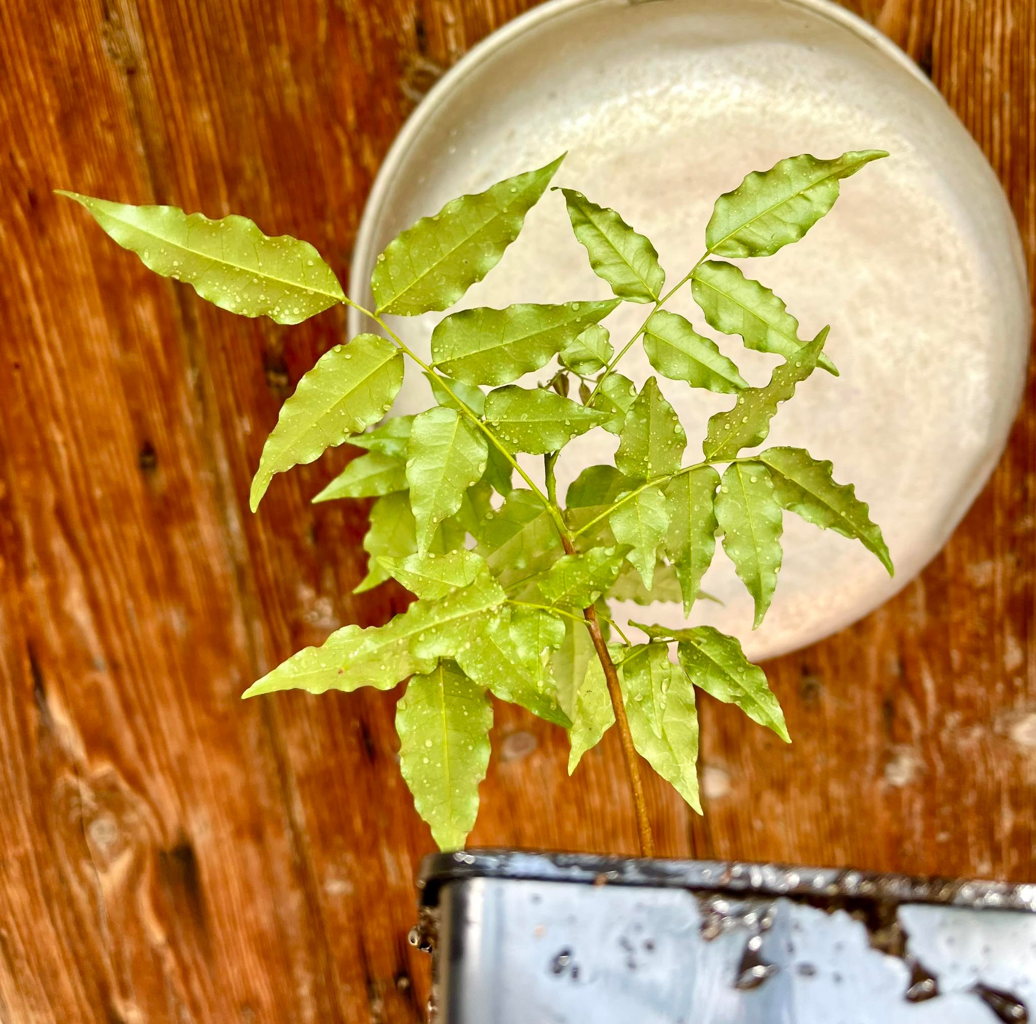 Picramnia glazioviana