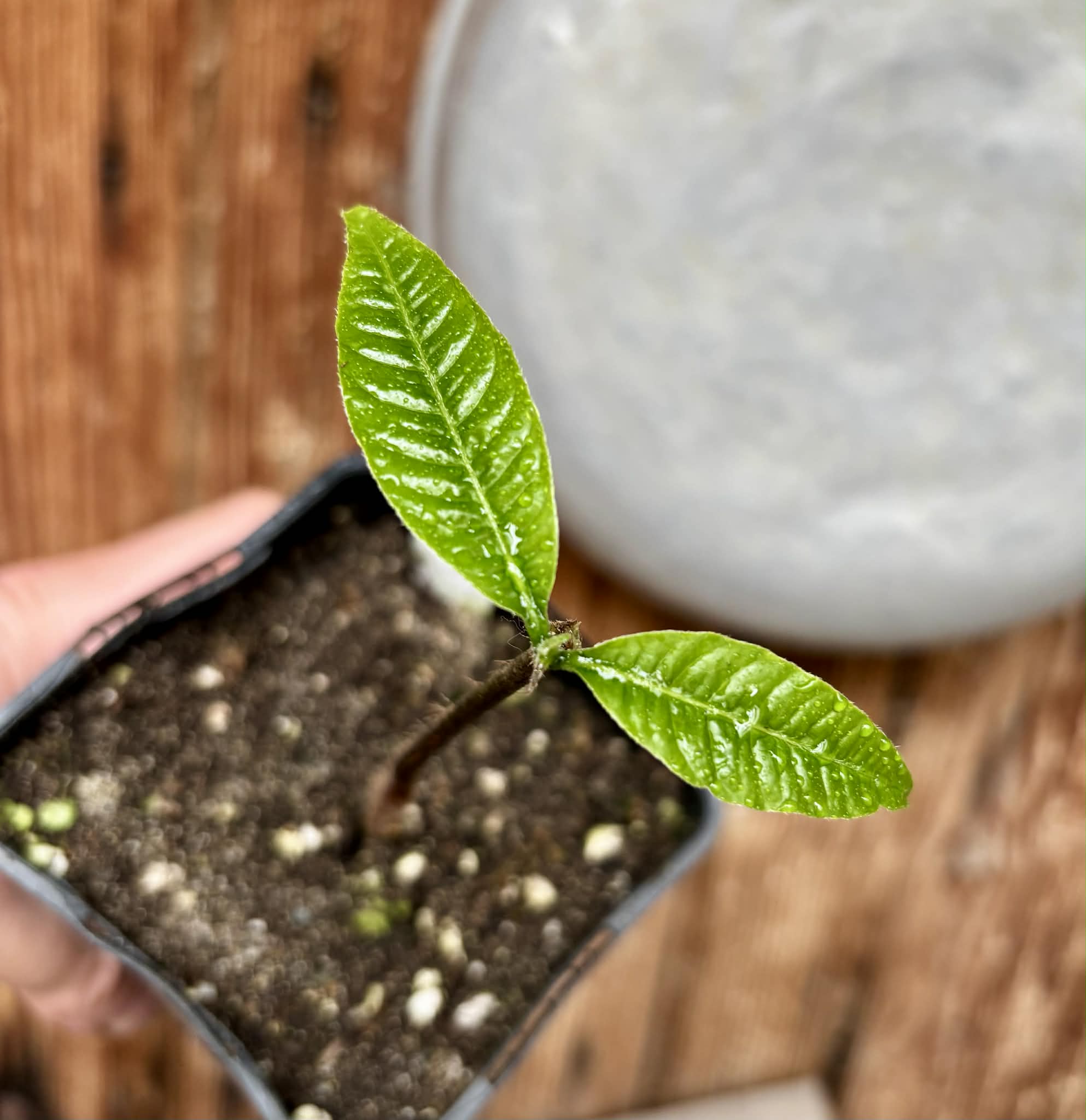 Abiu (Pouteria caimito) - 1 potted plant / 1 getopfte Pflanze