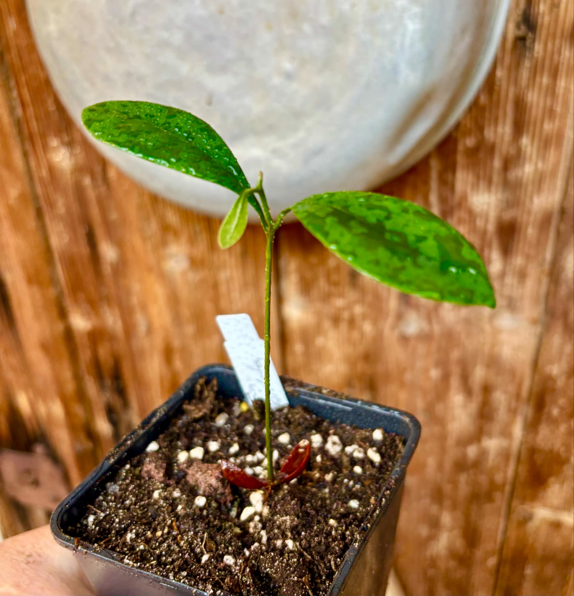 Pouteria cuspidata - 1 small potted seedling / 1 kleiner, getopfter Sämling Pouteria cuspidata - 1 small potted seedling / 1 kleiner, getopfter Sämling